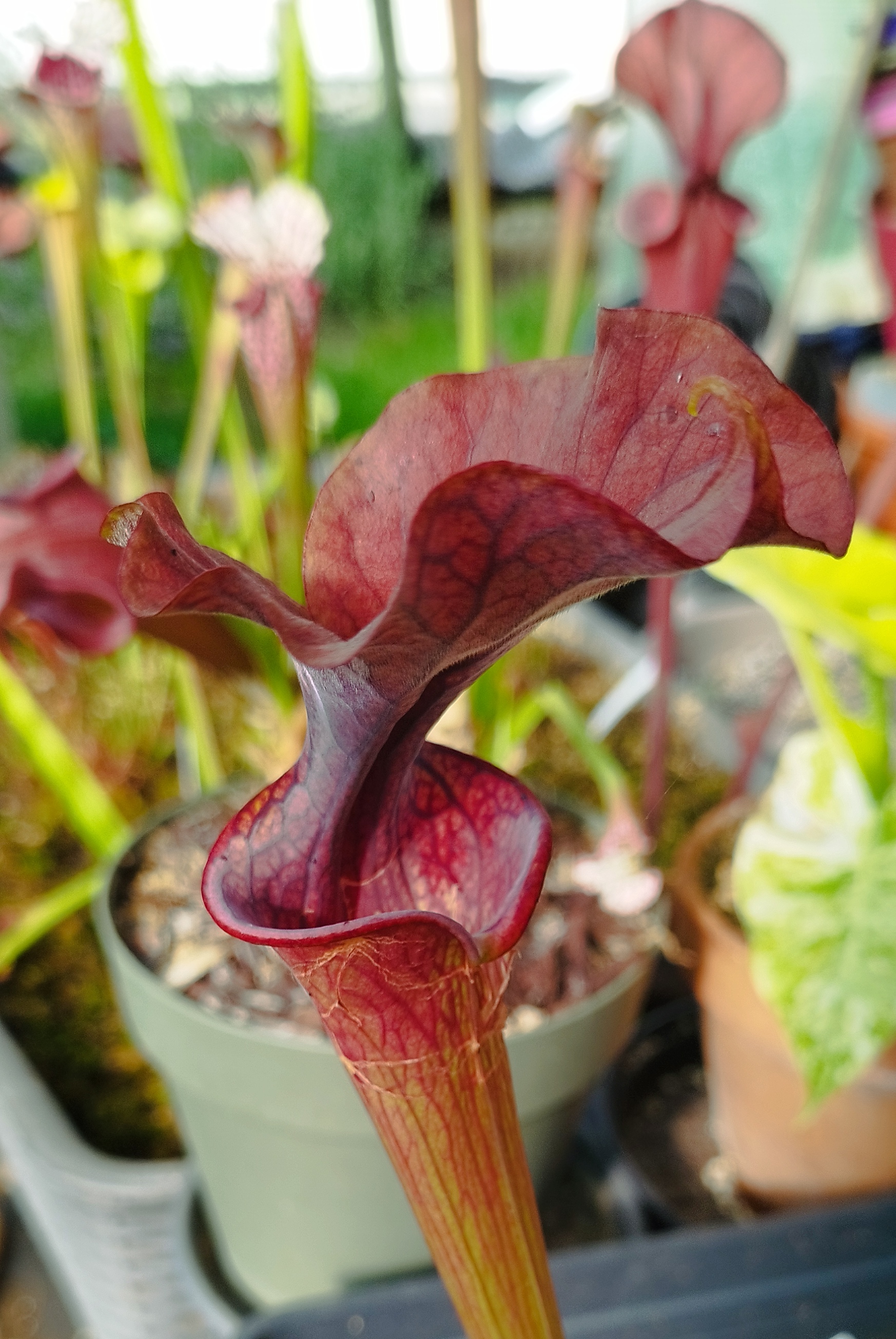 Sarracenia x "Crimson Wave"