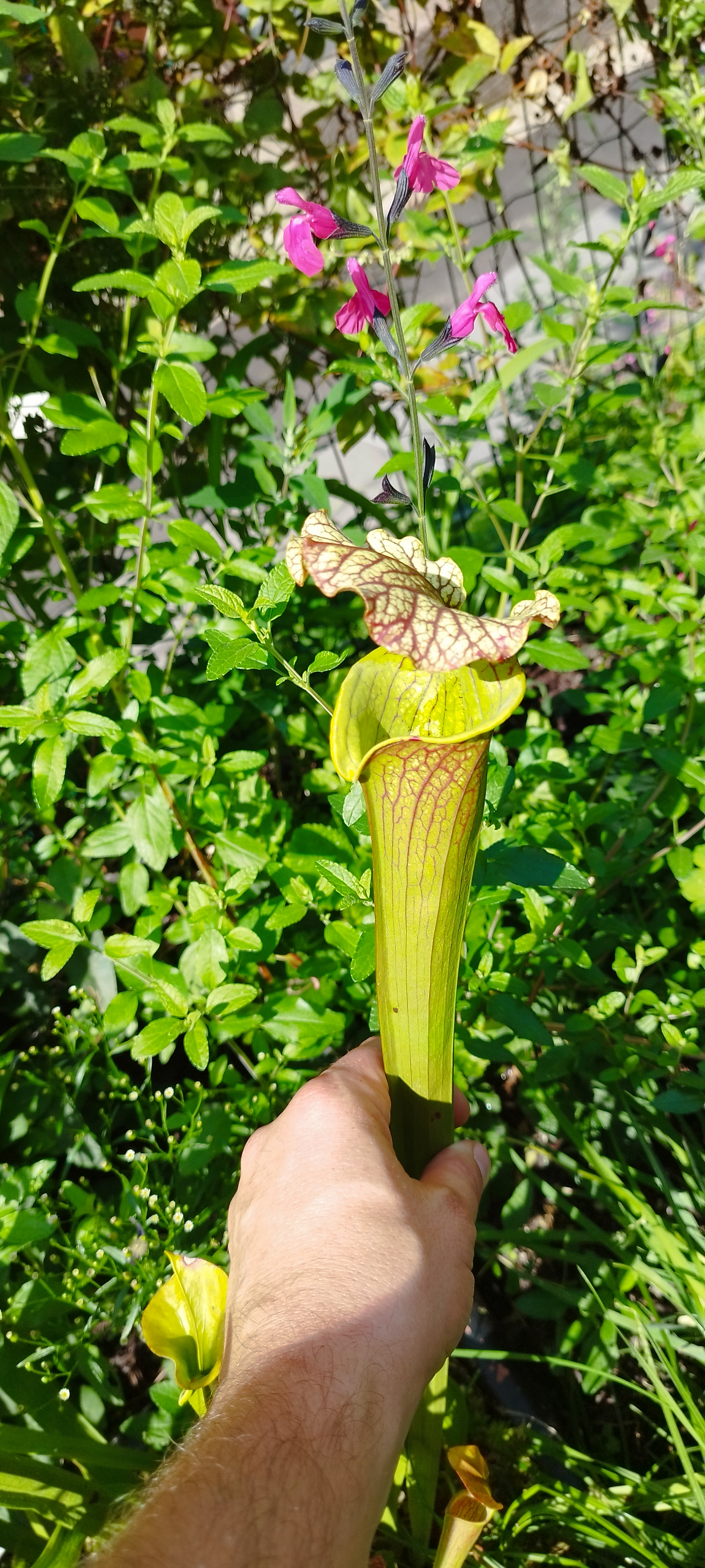 Sarracenia x Moorei "Elizabeth" (SH075)