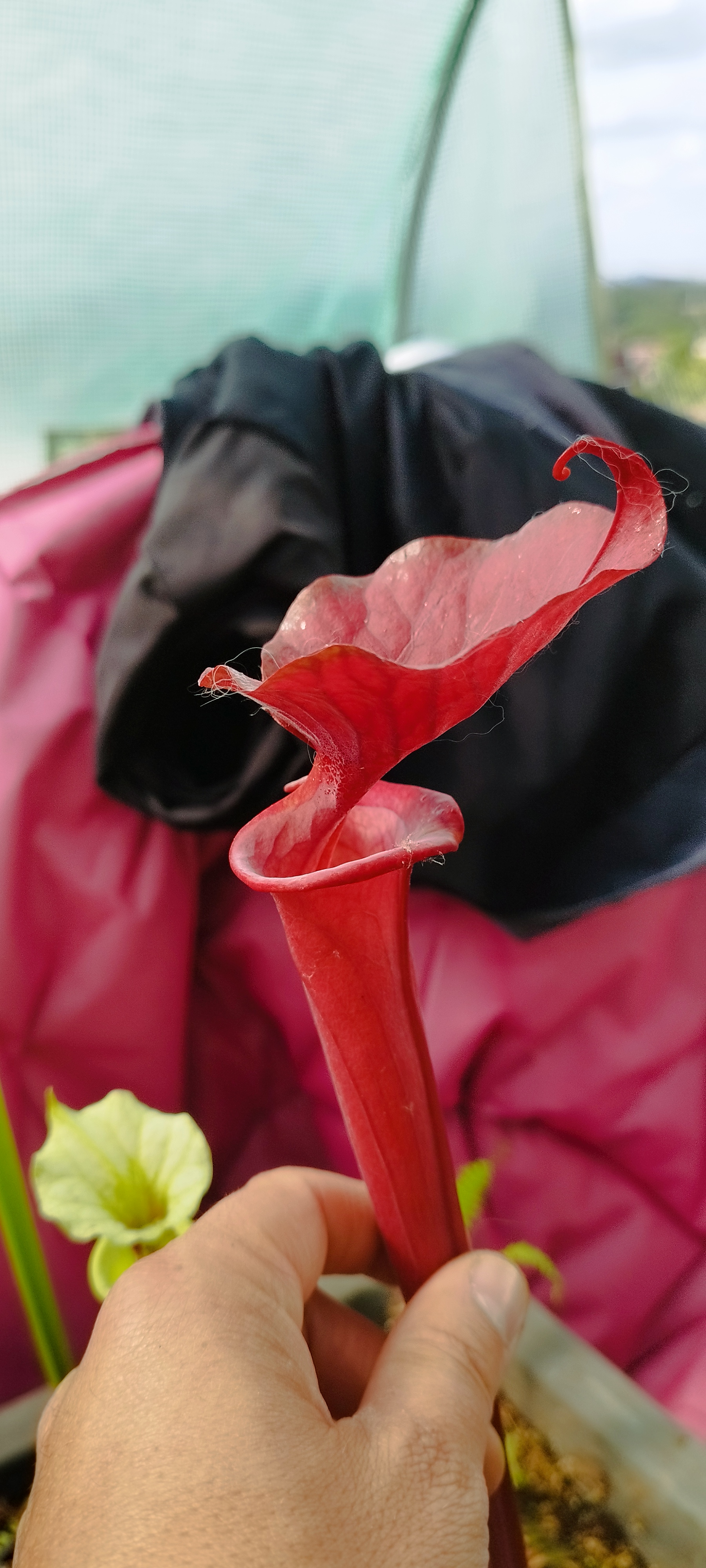 Sarracenia x "[Royal Rubis x (Adrian Slack x Leah Wilkerson A1)] ( LE-S21-03)