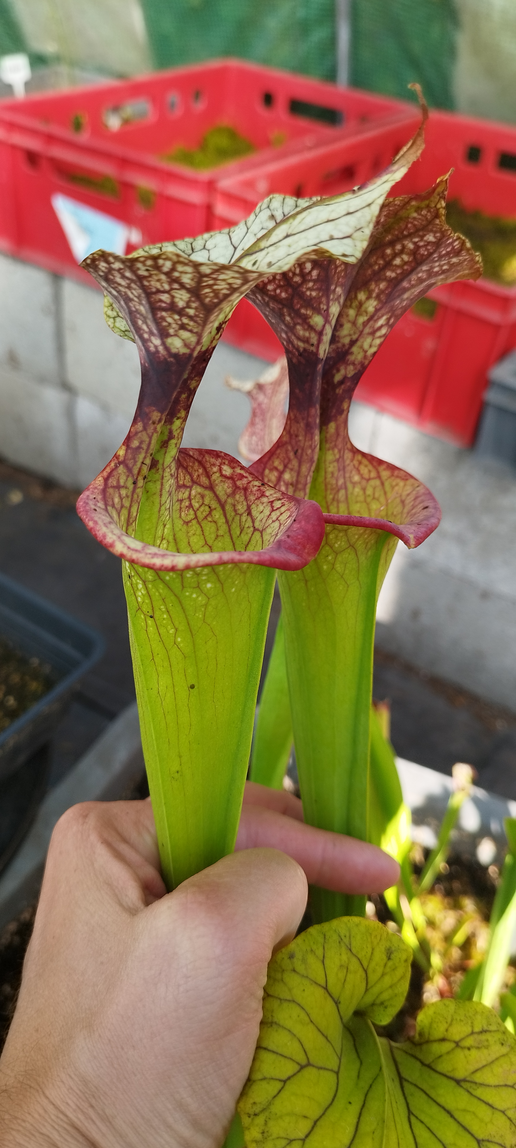Sarracenia x (Adrian Slack x Leah wilkerson)