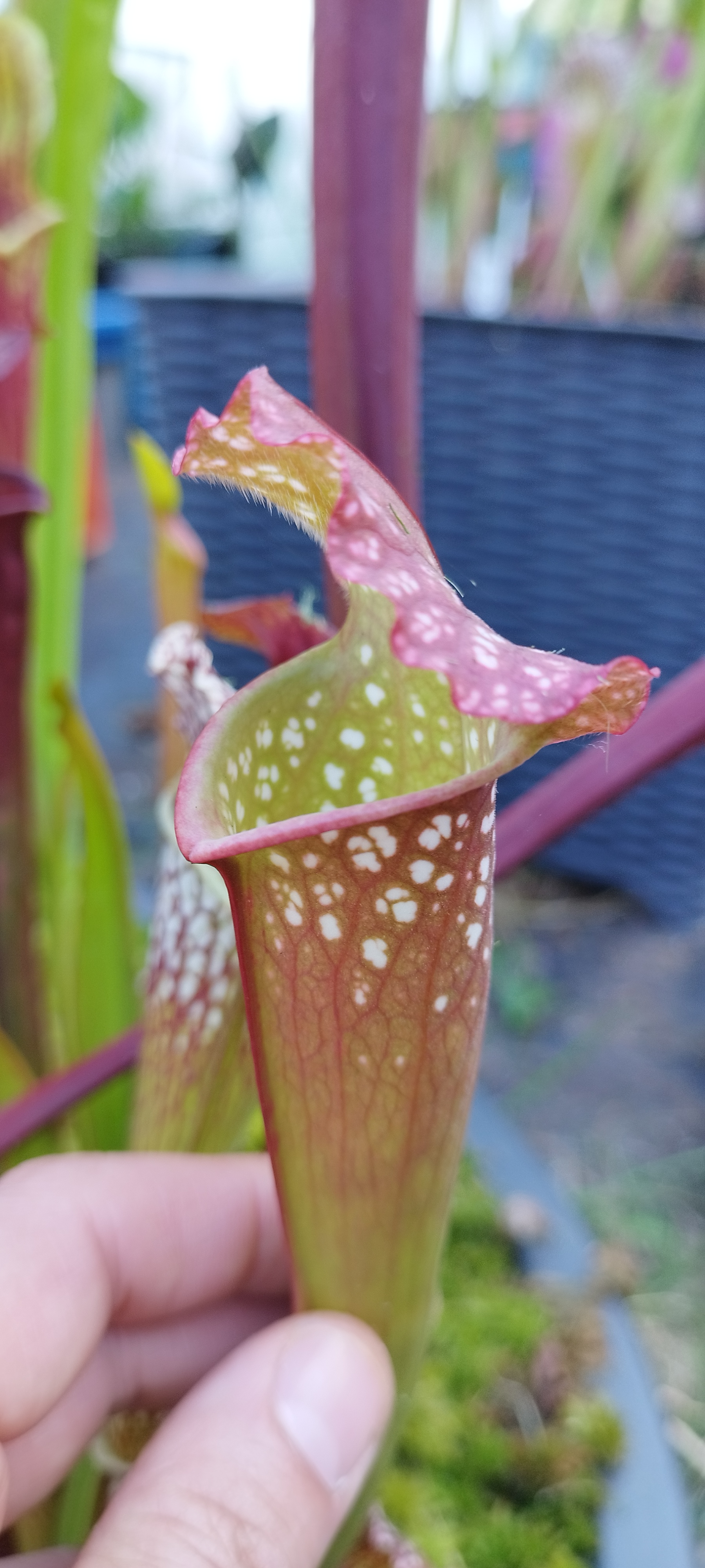 Sarracenia x "Farnhamii Hybride"