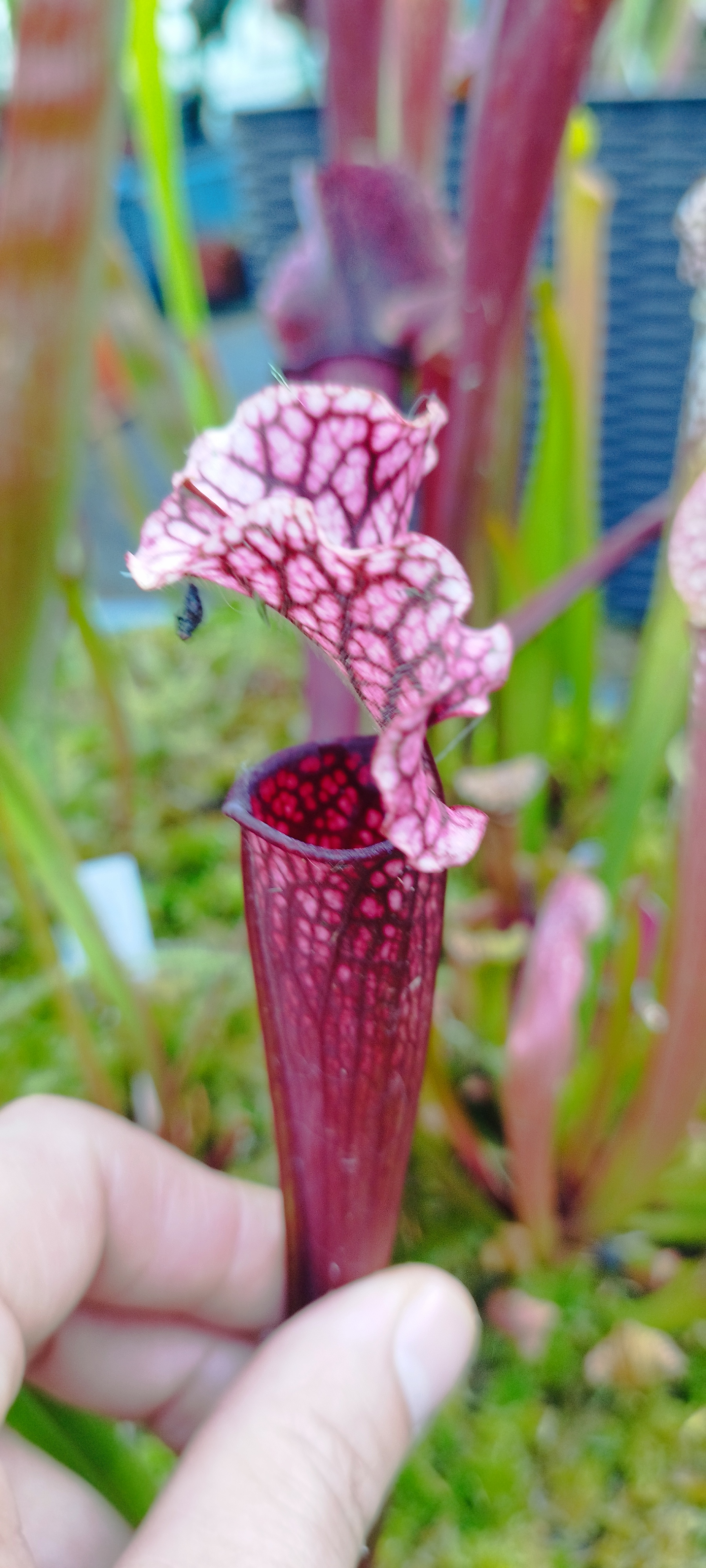 Sarracenia x "Judith Hindle"