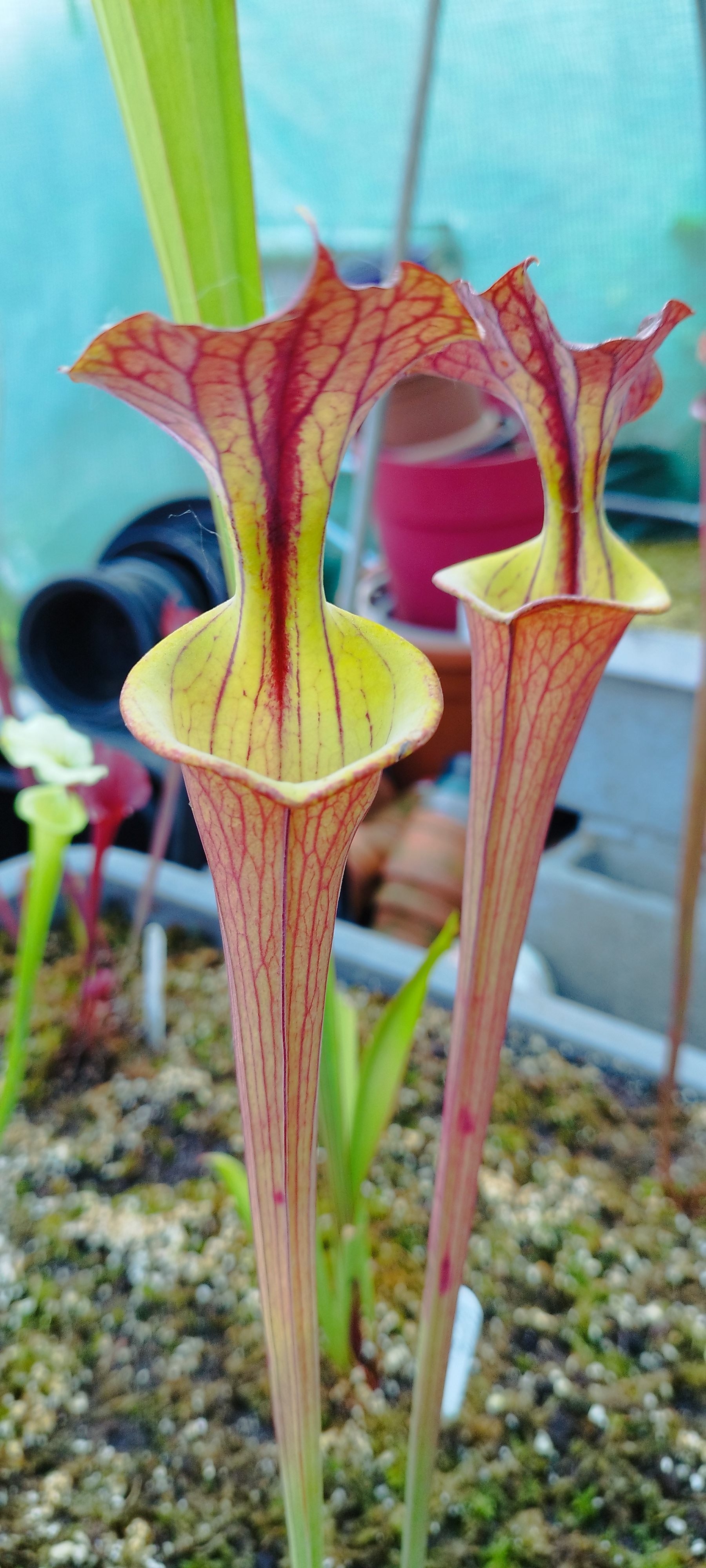 Sarracenia x Flava  (ornata, Black veins, original X Atropurpurea "waccamaw")