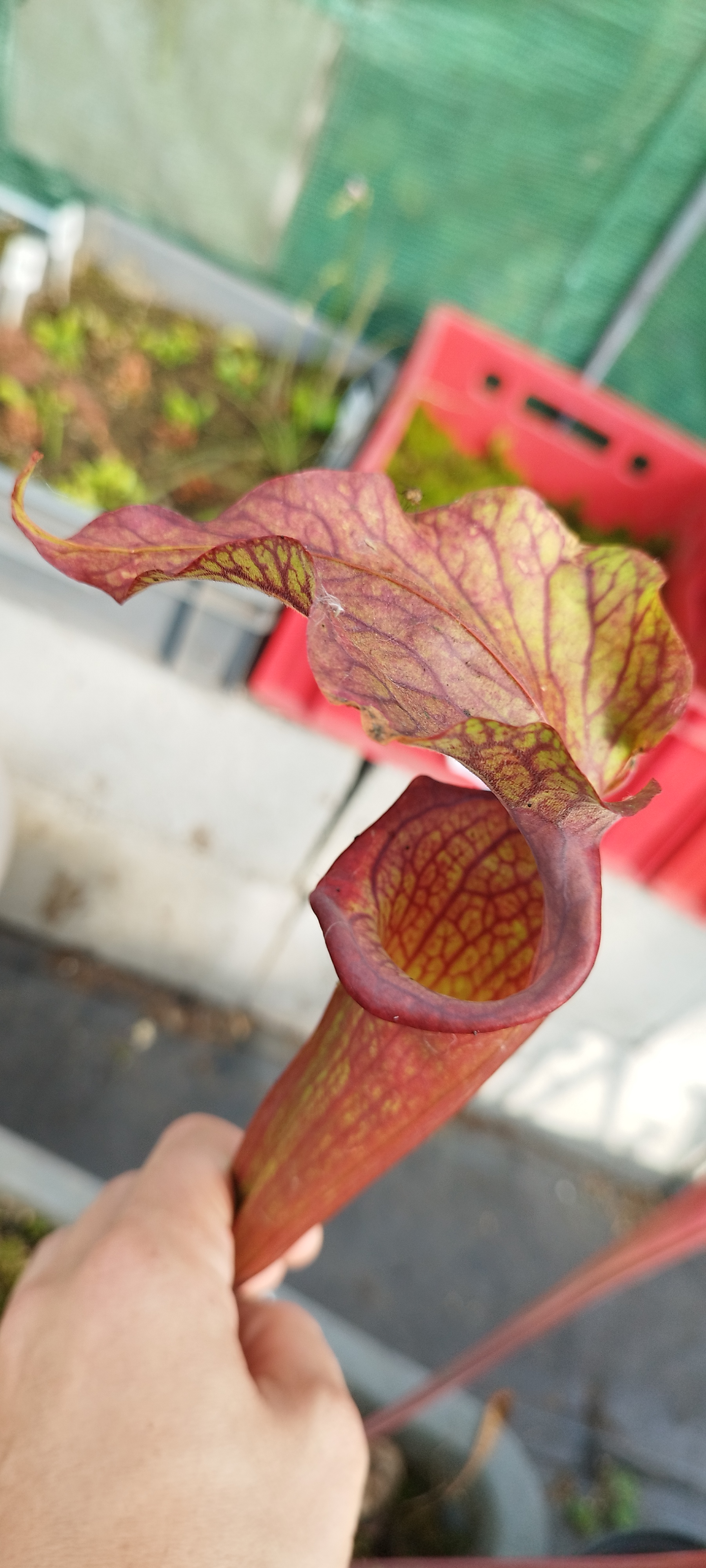 Sarracenia x "Reptilian Rose" (Phil. Faulisi 2000 )