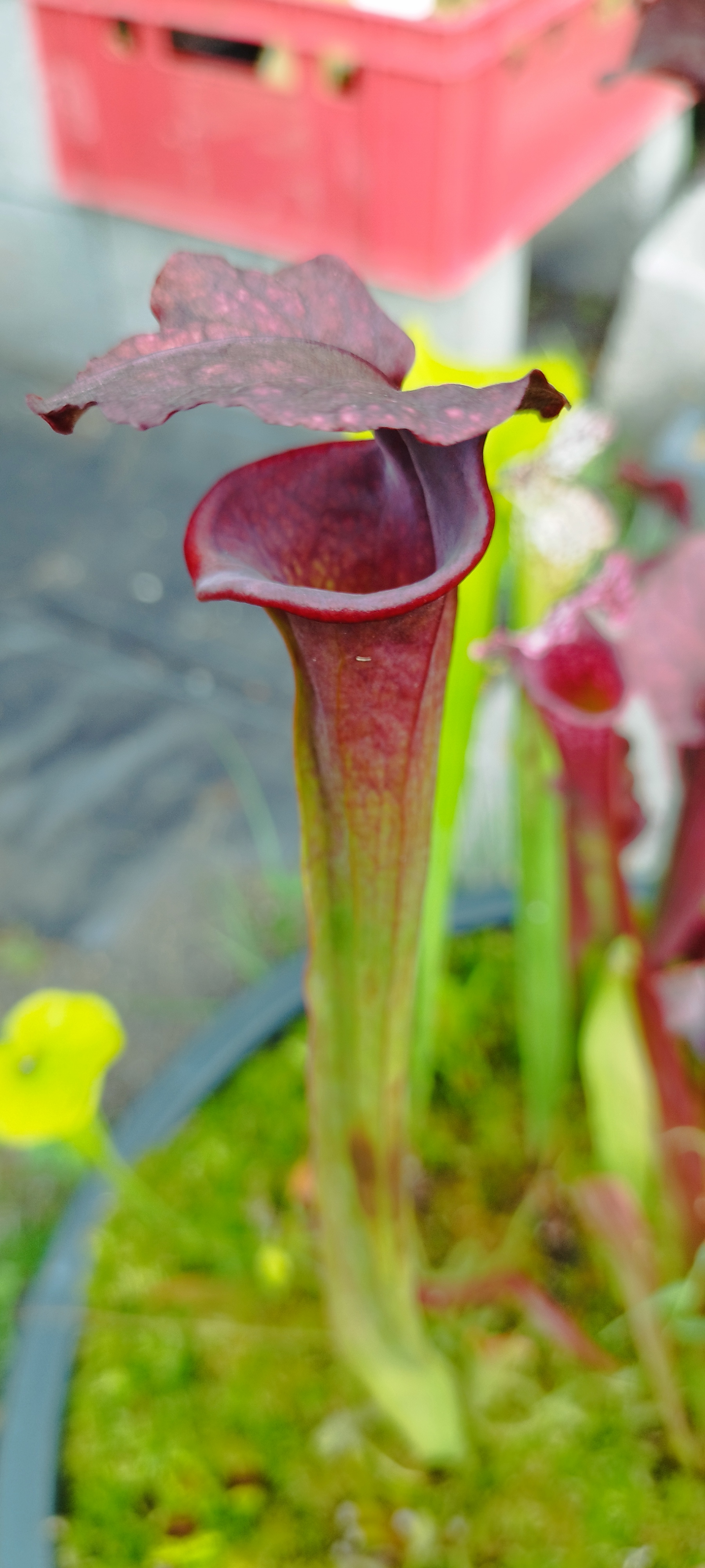 Sarracenia x "Praetorian guard"