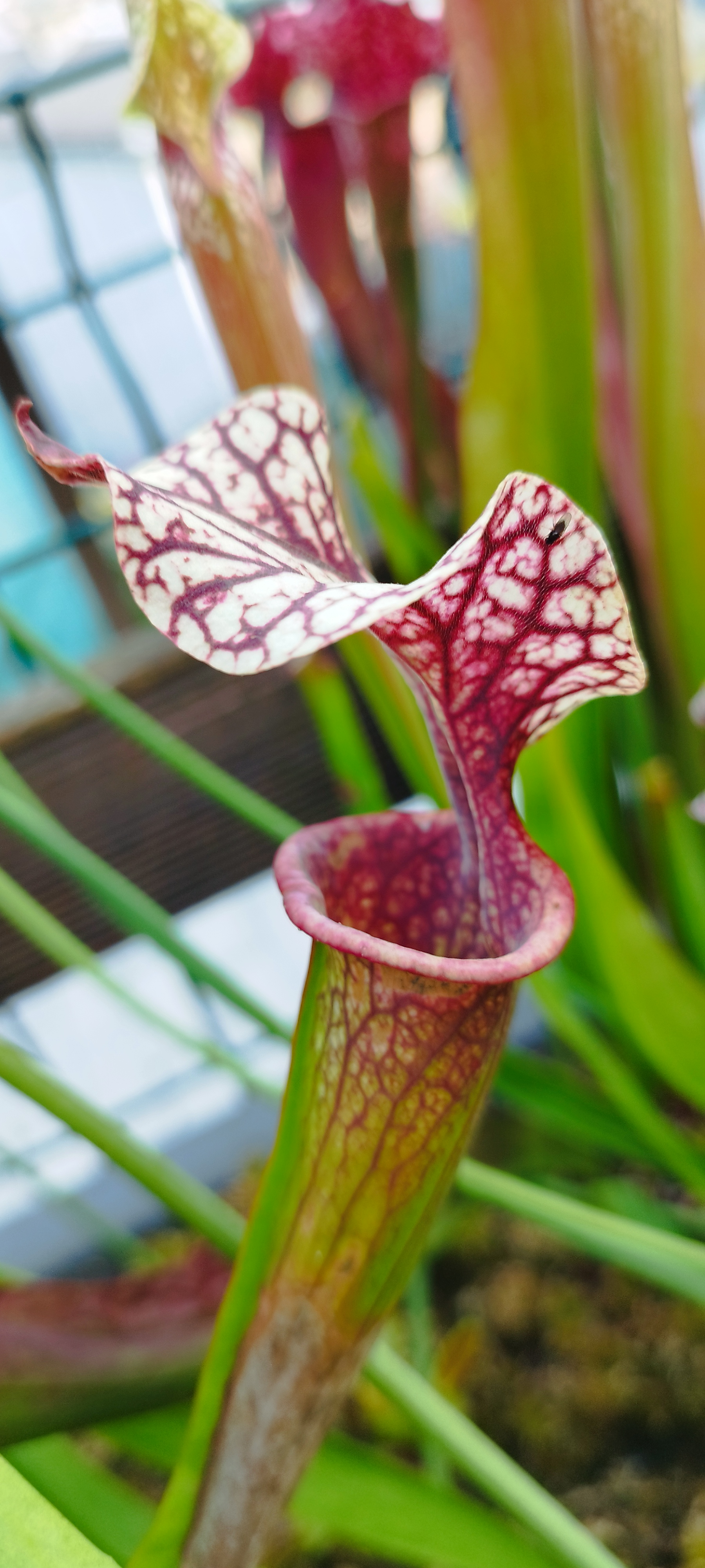 Sarracenia x "Adrian Slack"