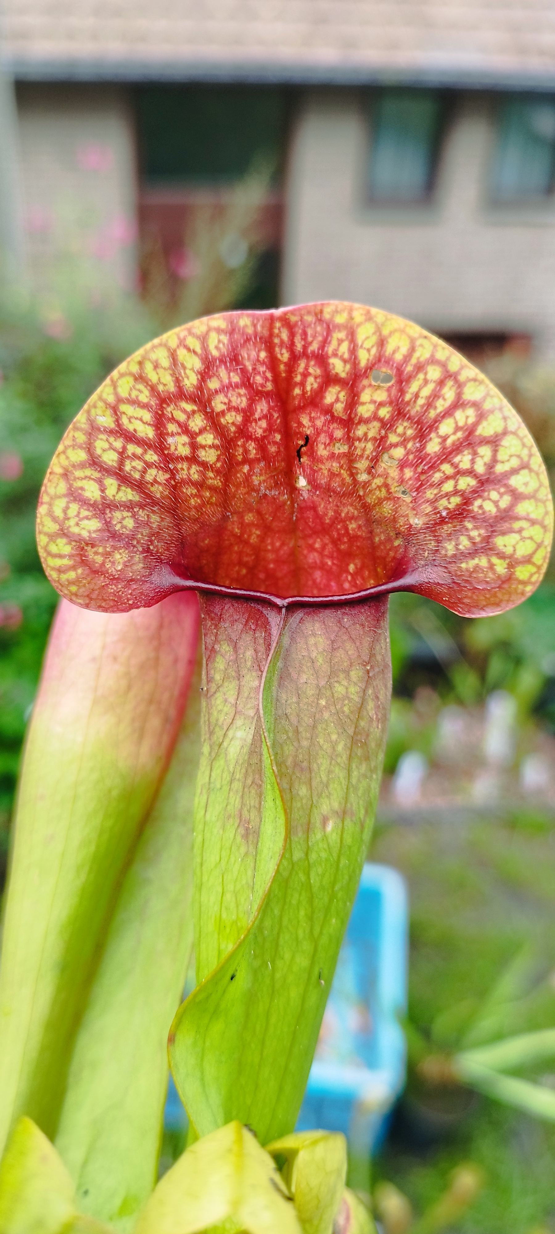 Sarracenia x "Swaniana"