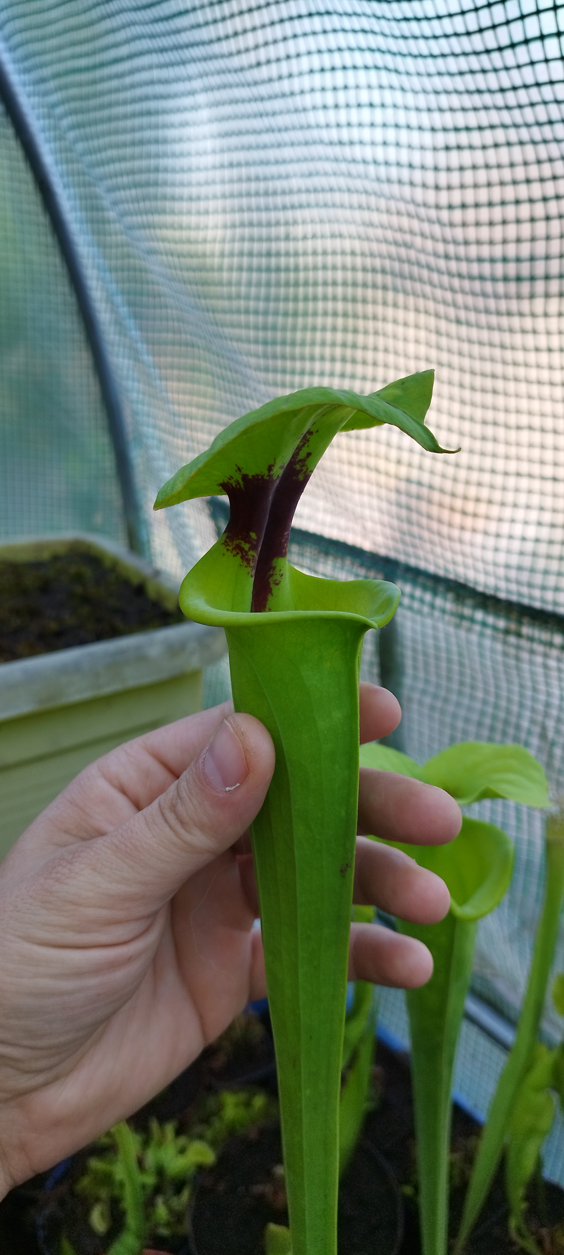 Sarracenia x Flava var. Rugelii