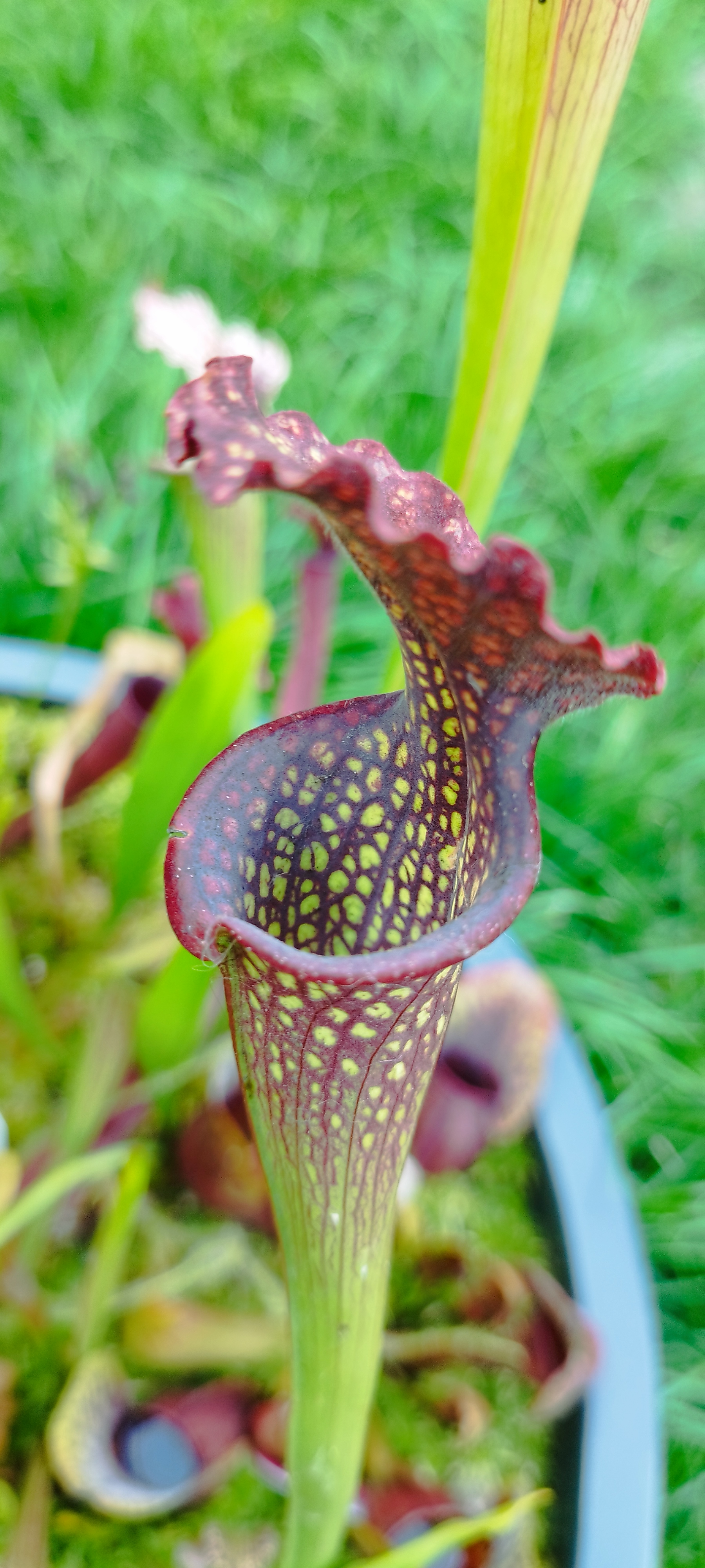 Sarracenia x "Farnhamii"