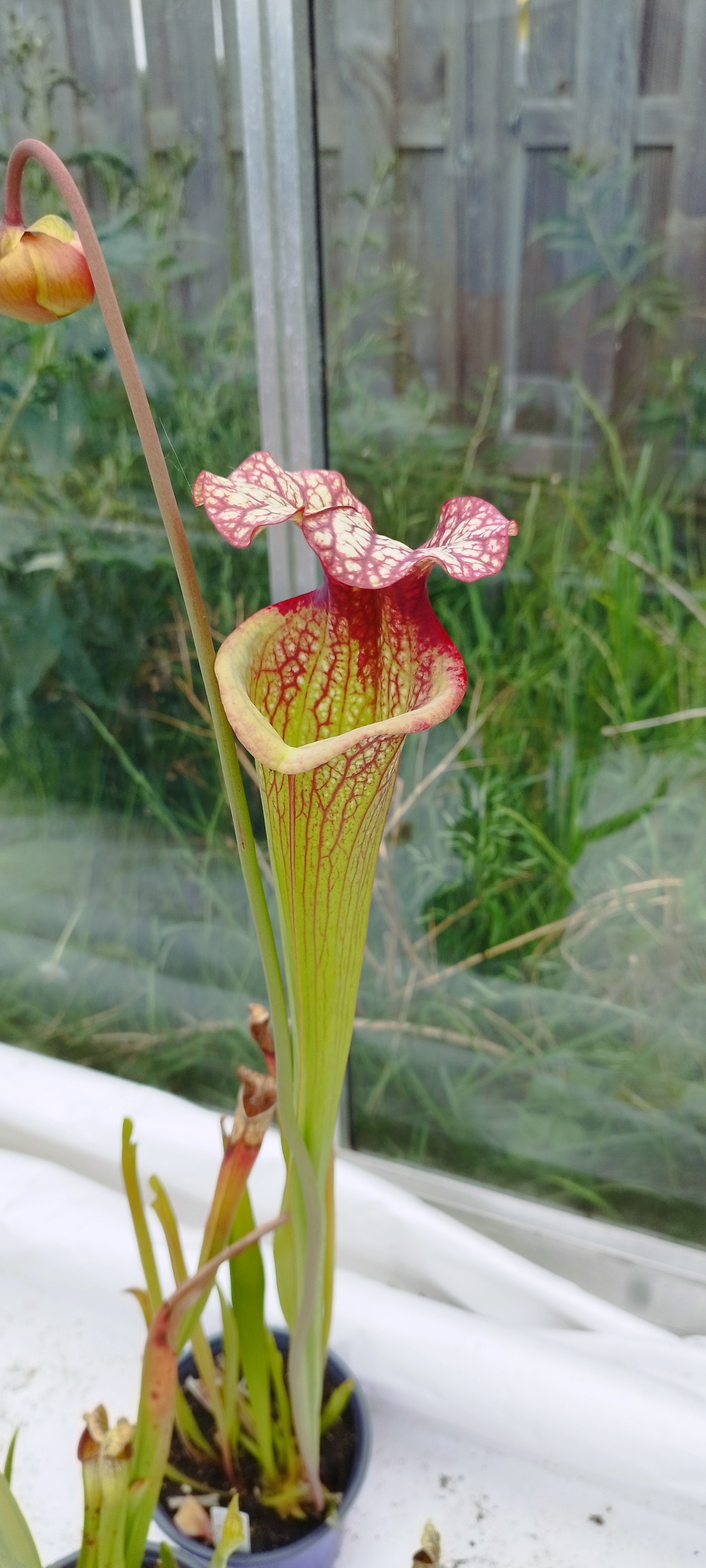 Sarracenia x (L18MKxF88MK) (Sx112E)