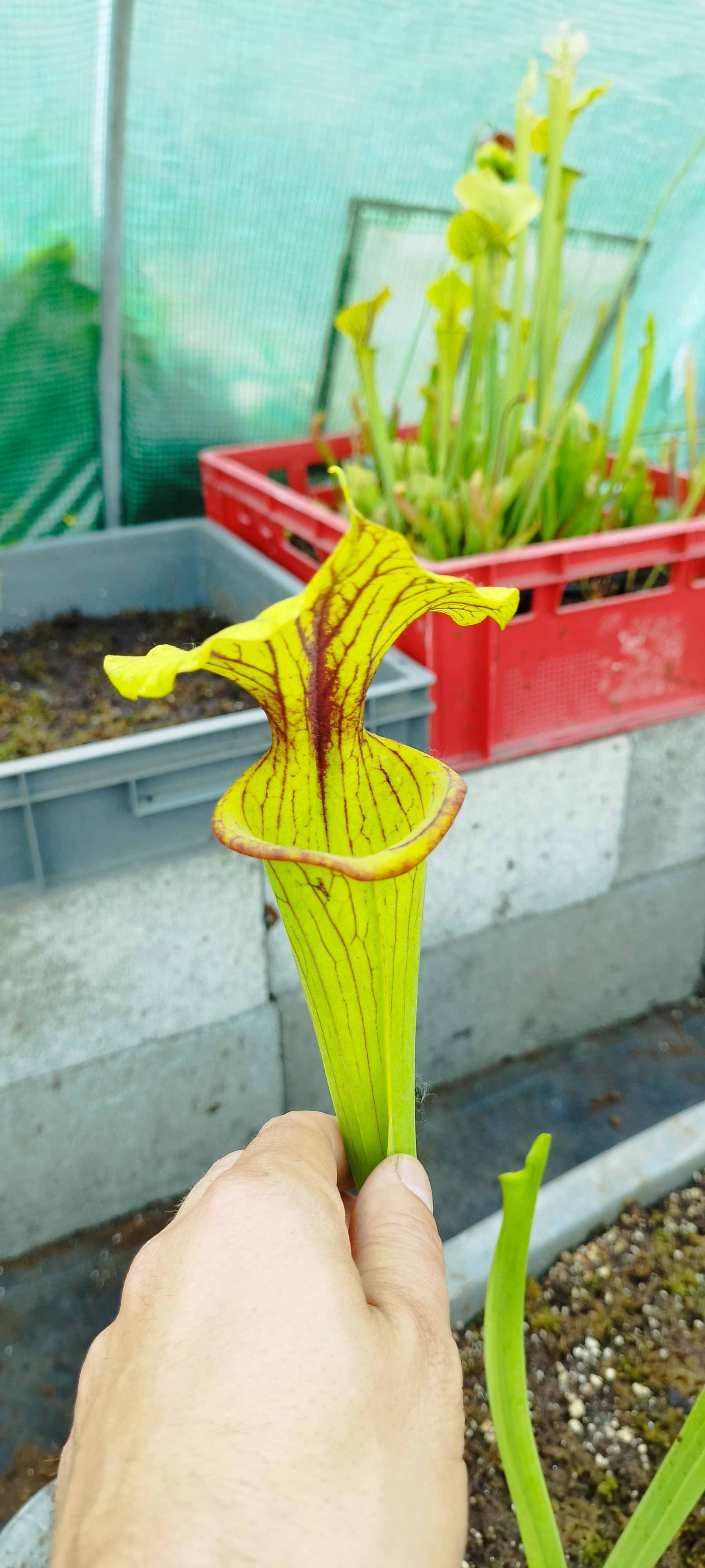 Sarracenia x "LG Fureur vertueuse"