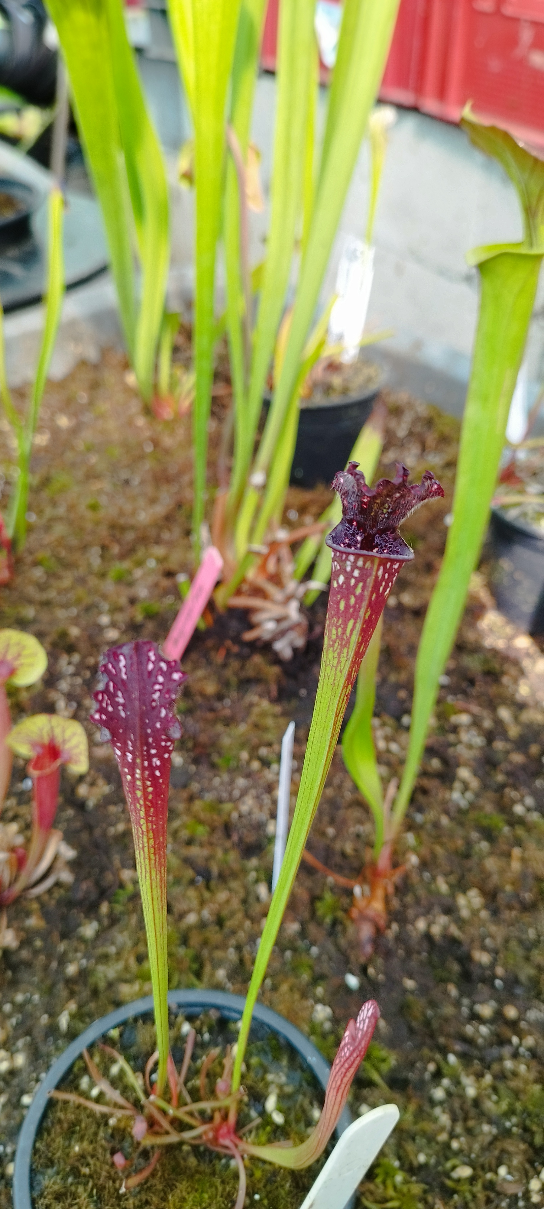Sarracenia x "Black Sheer"
