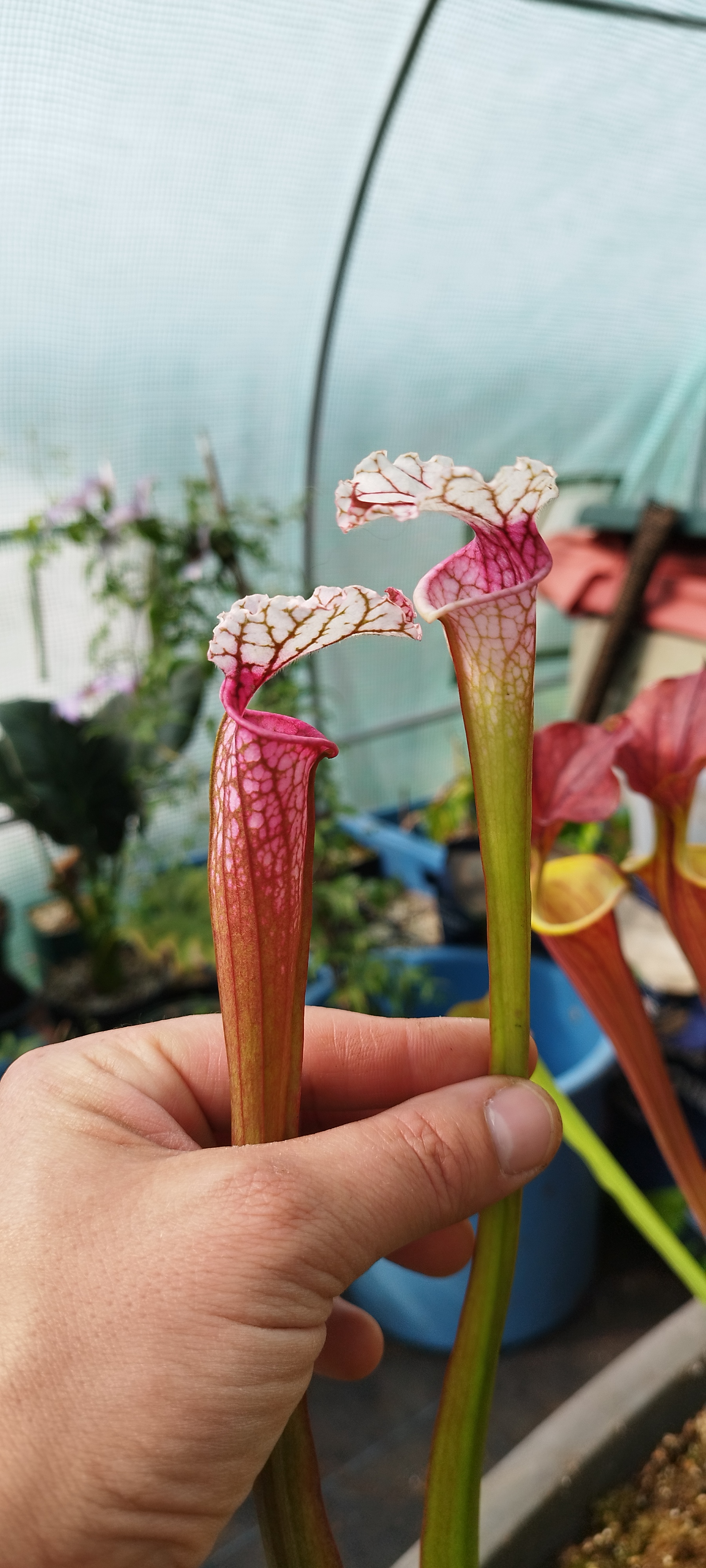 Sarracenia x Leucophyla "Pink White Hood" (LE-S2112)