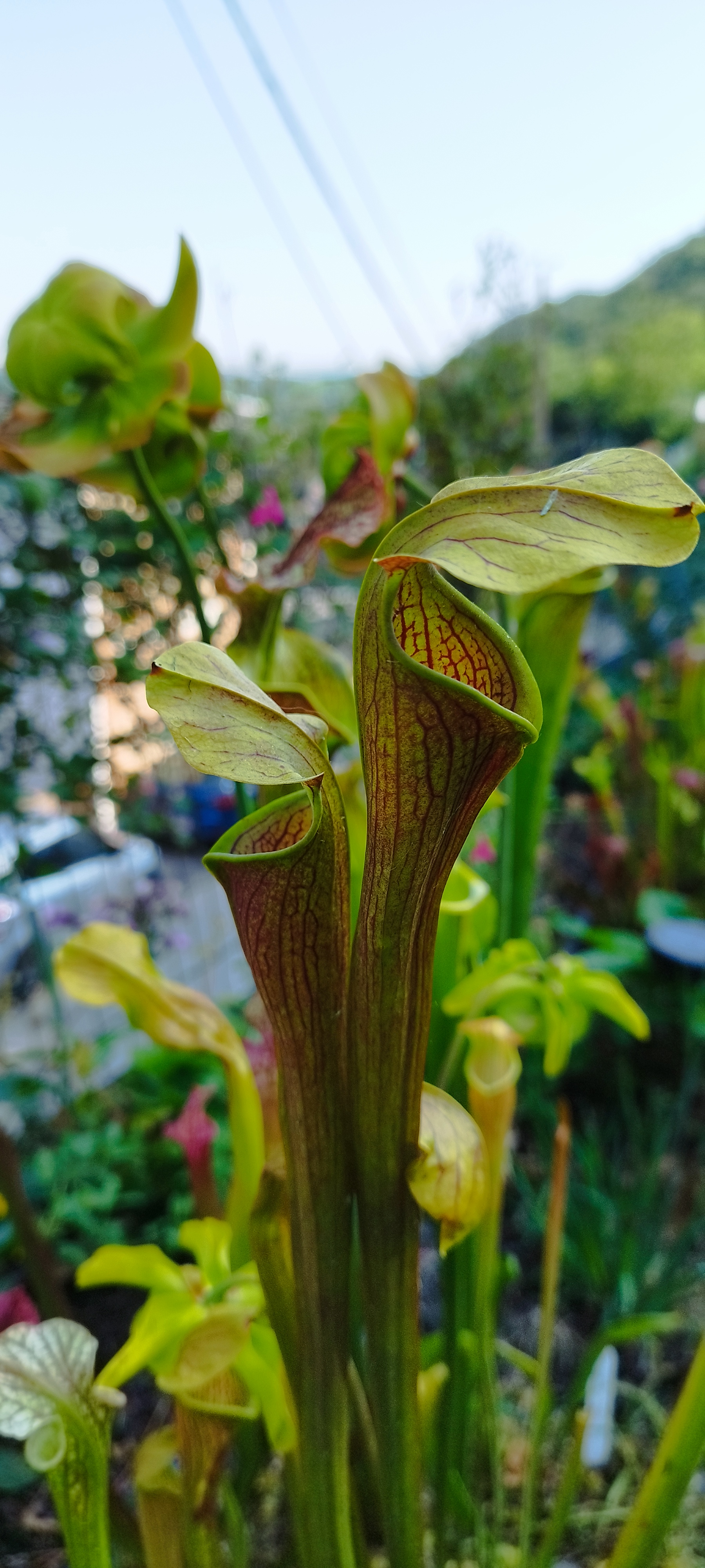 Sarracenia x "Alata" ( A46MK) Giant red clone