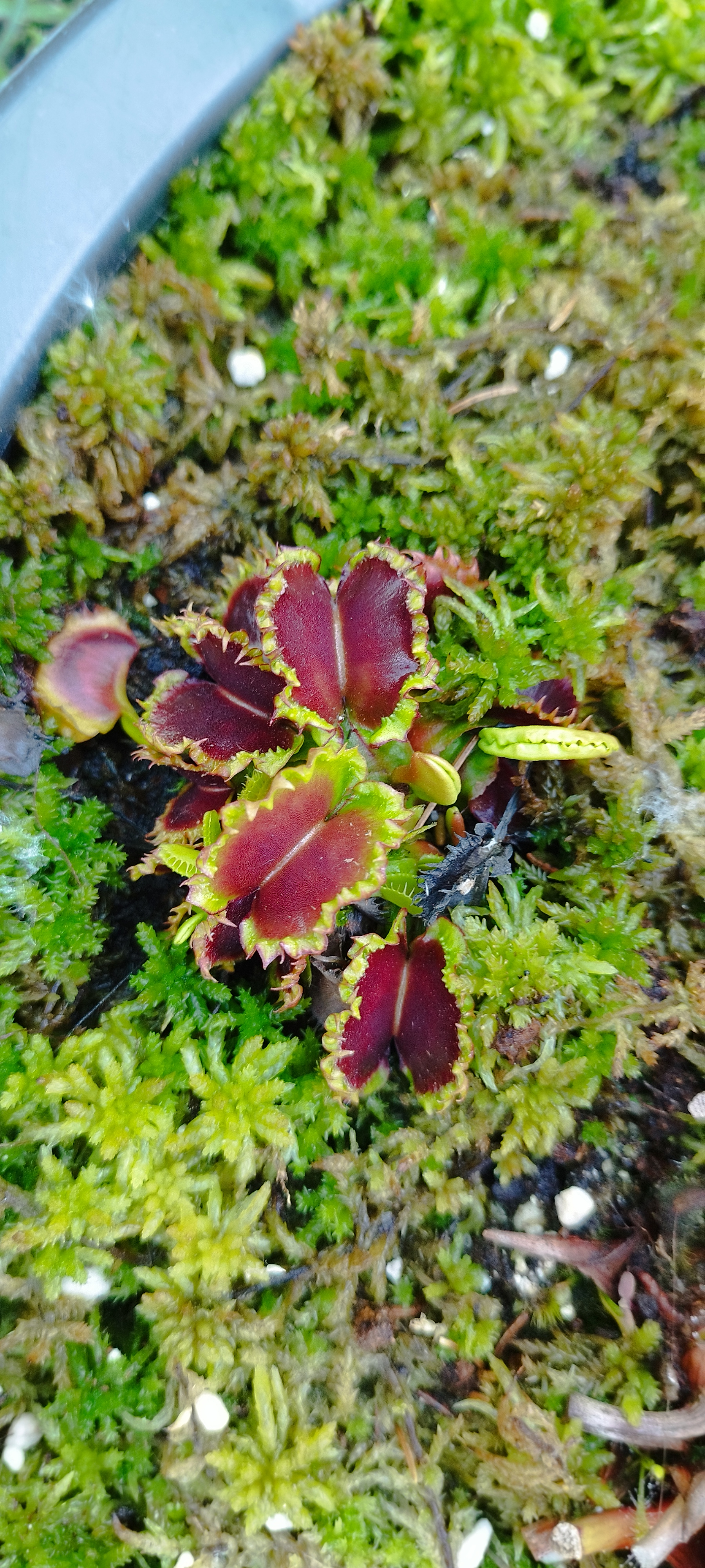 Dionaea x "Chinese dumpling"