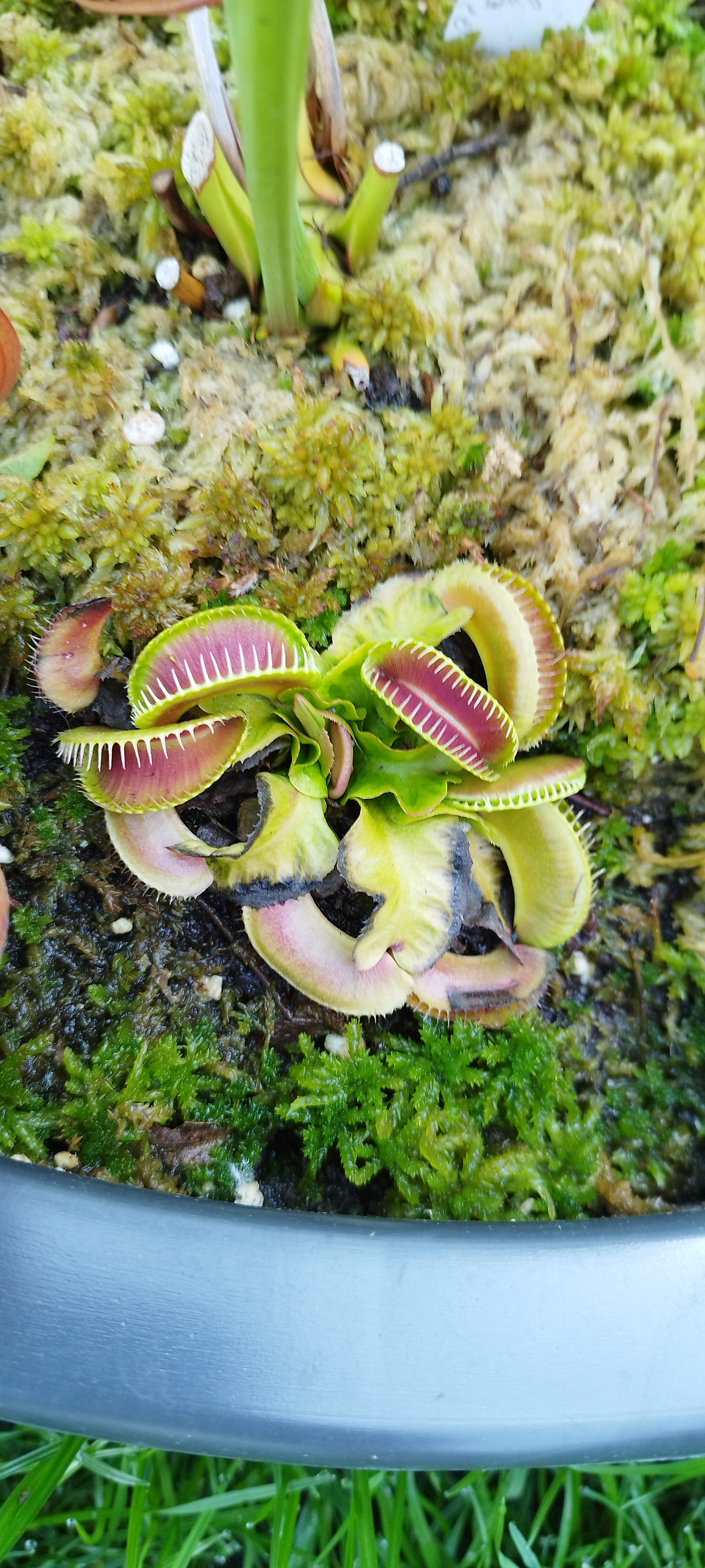 Dionaea x "GJ Alien"