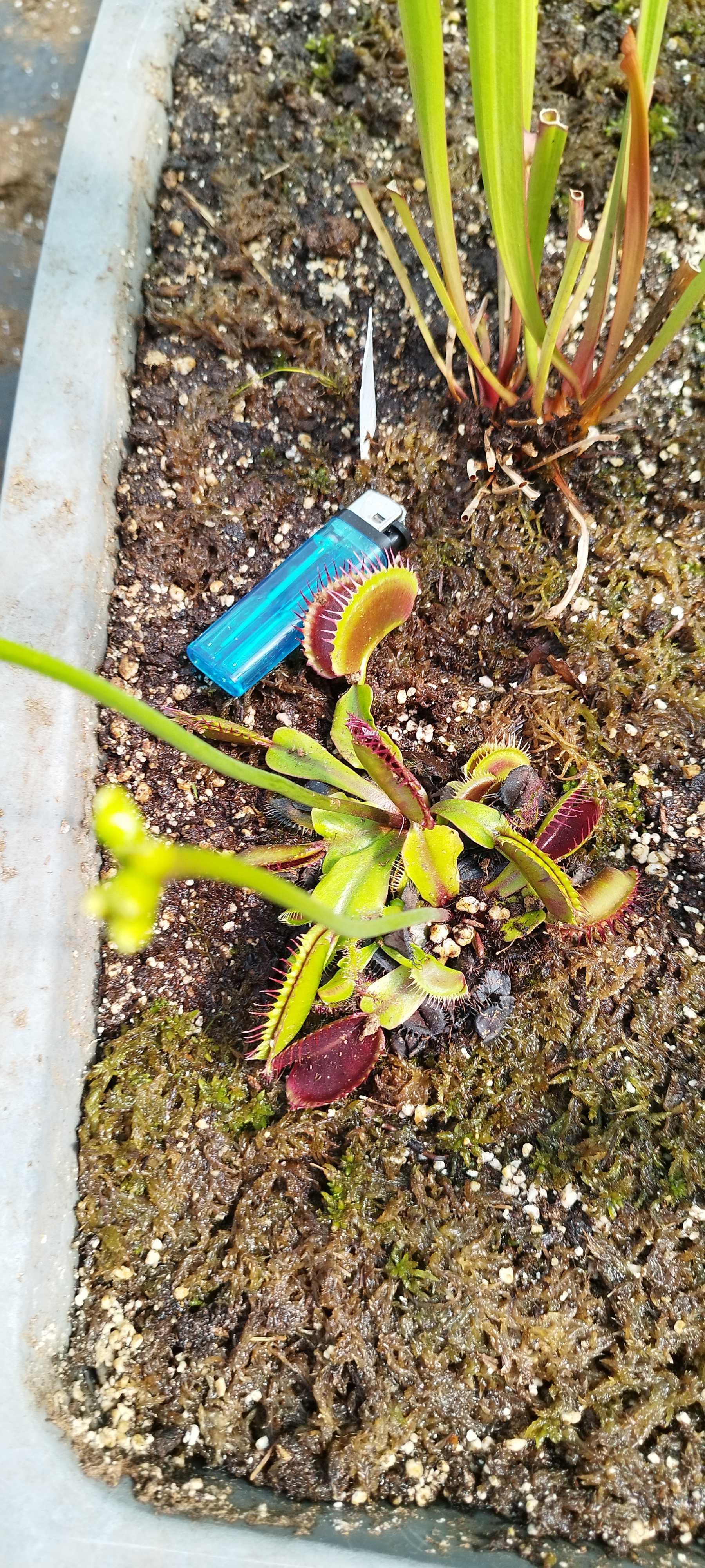 Dionaea x "Giant"
