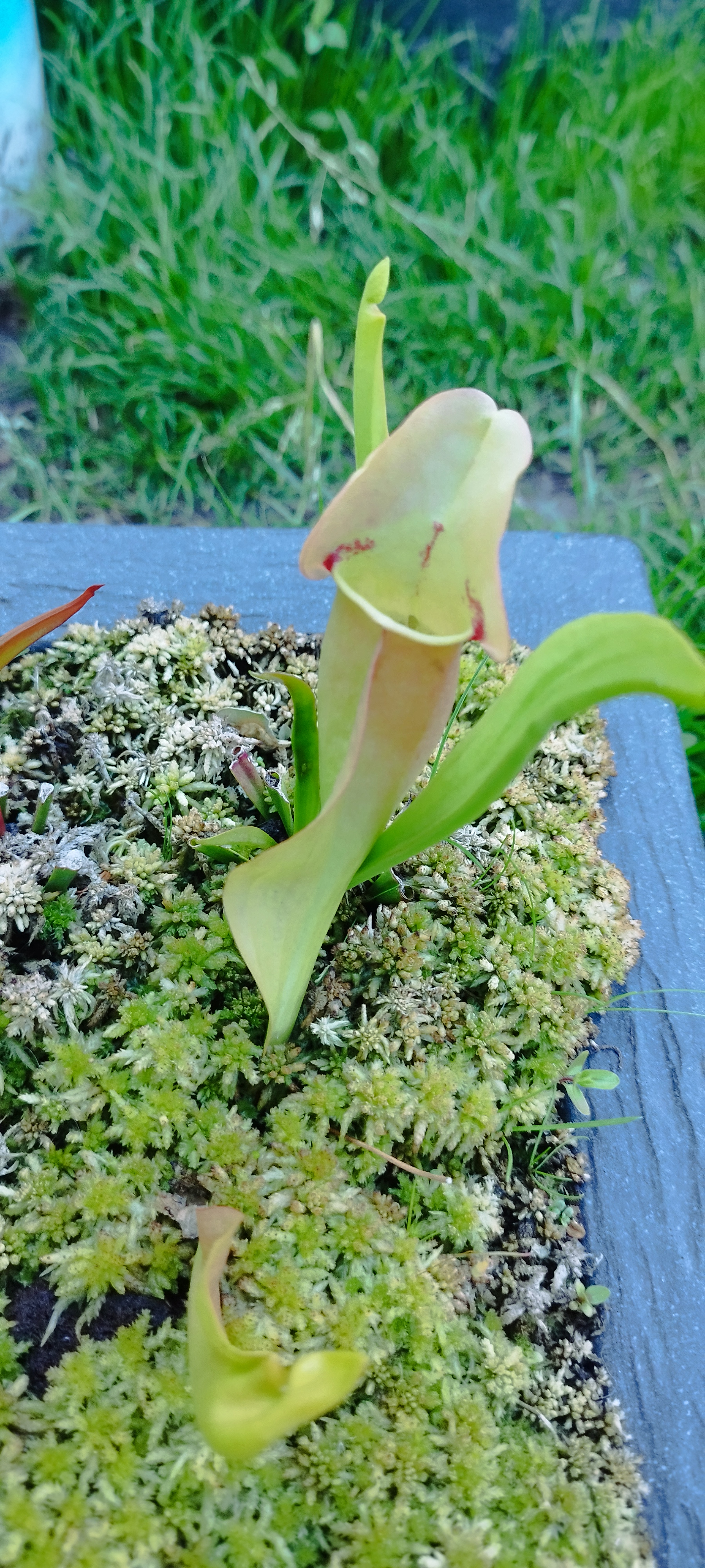 Sarracenia x Pupurea "Sorrow"