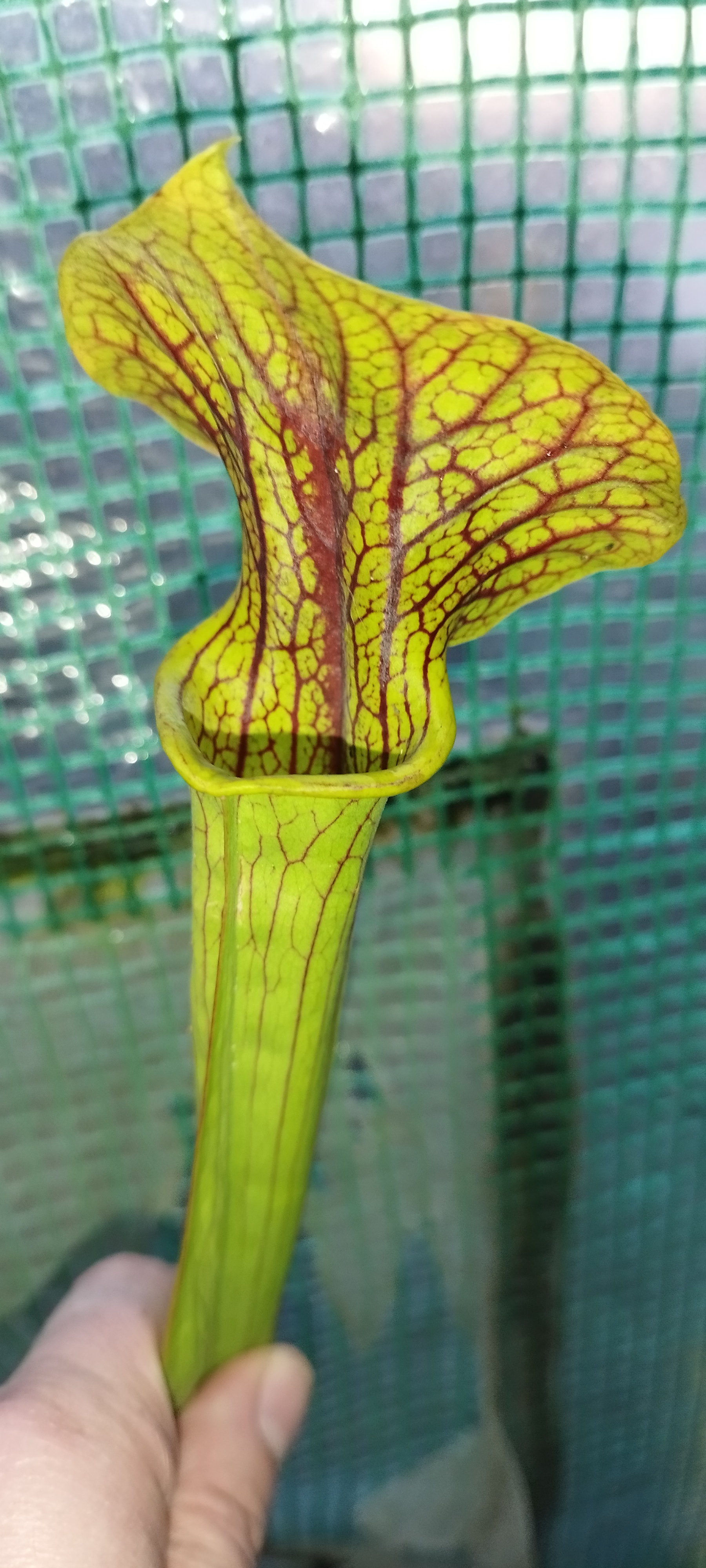 Sarracenia x Flava "Super Ornata"