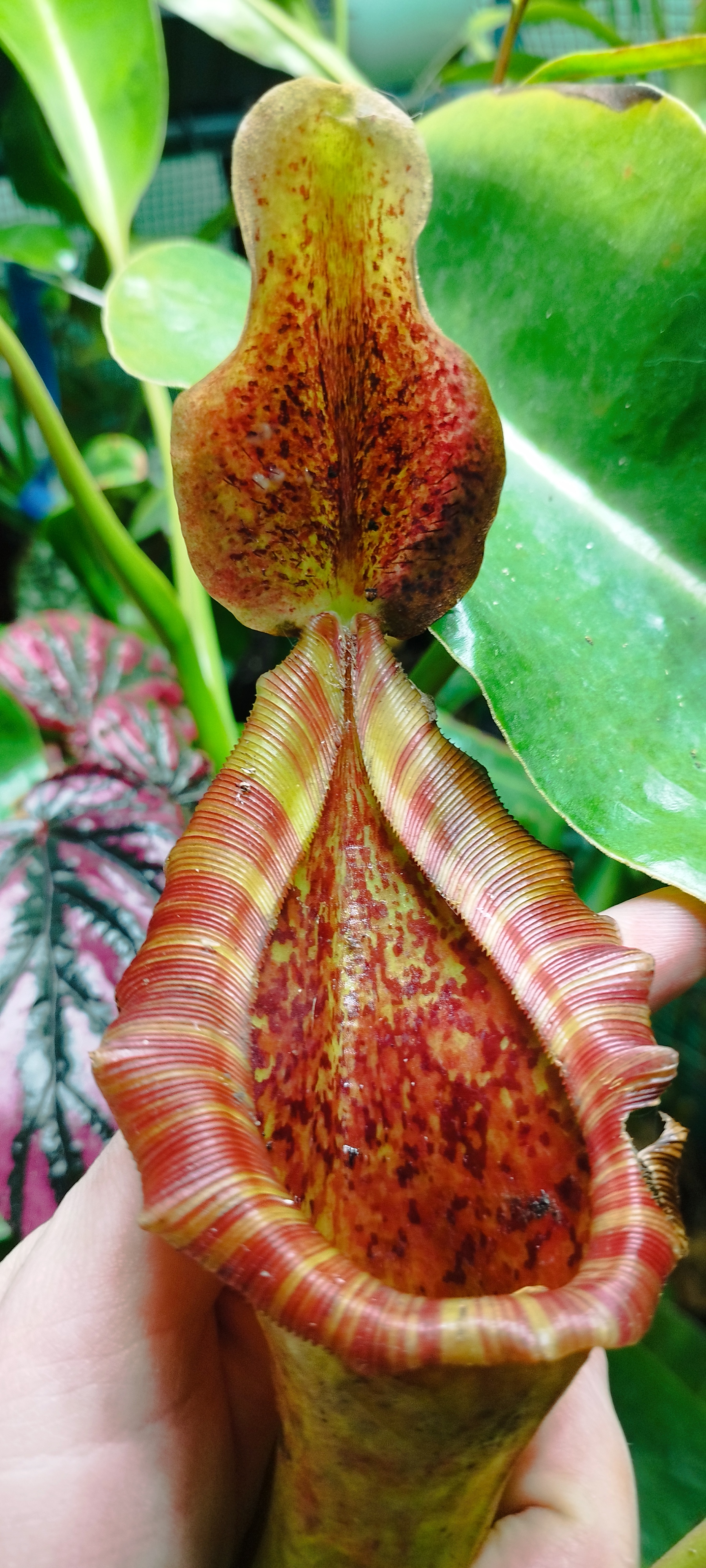 N. Lowii x Truncata (Giant EP female)