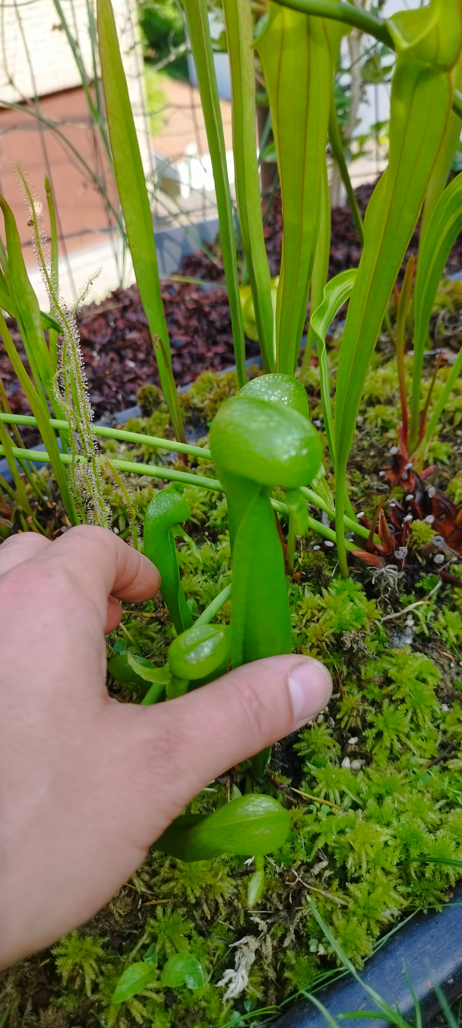 Darlingtonia Californica