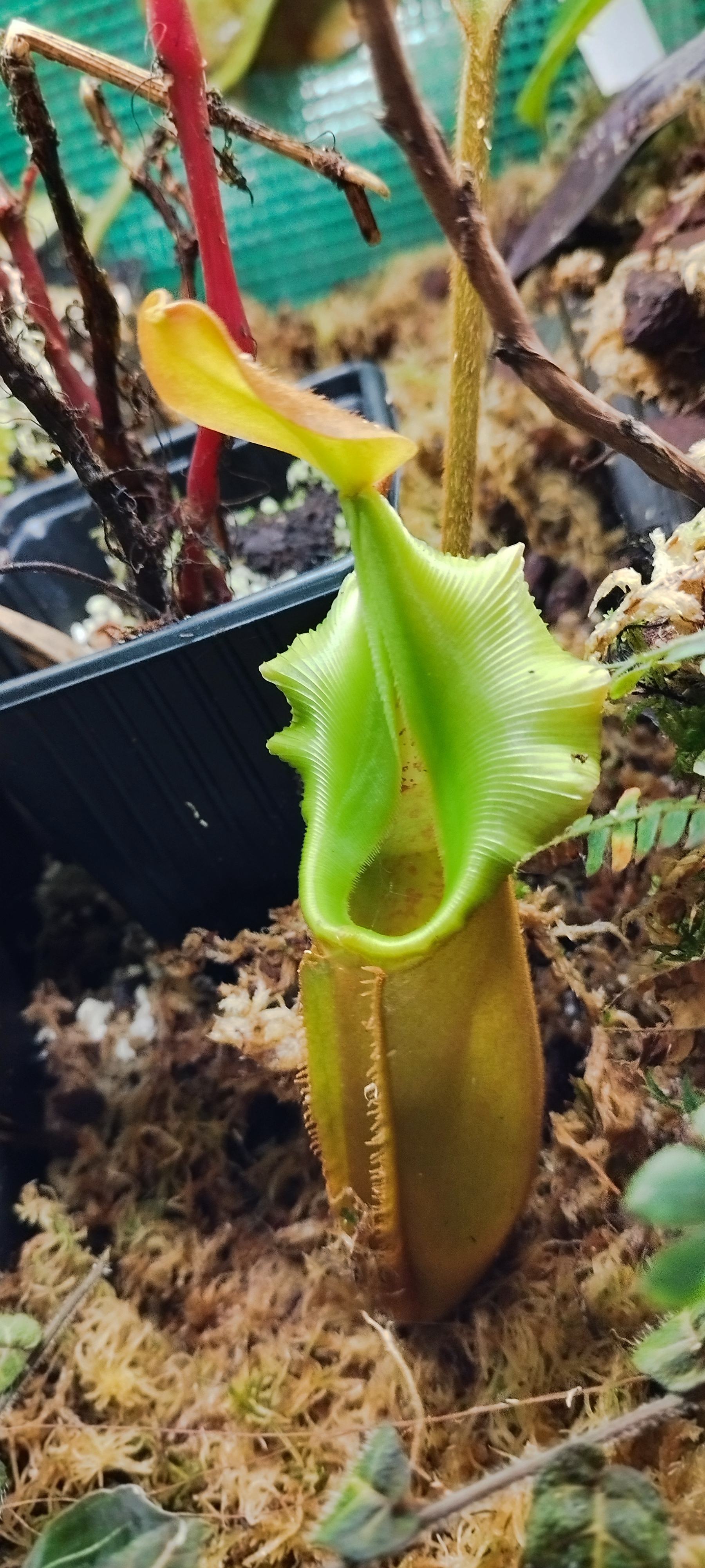 N. Robcantleyi x Vetchii