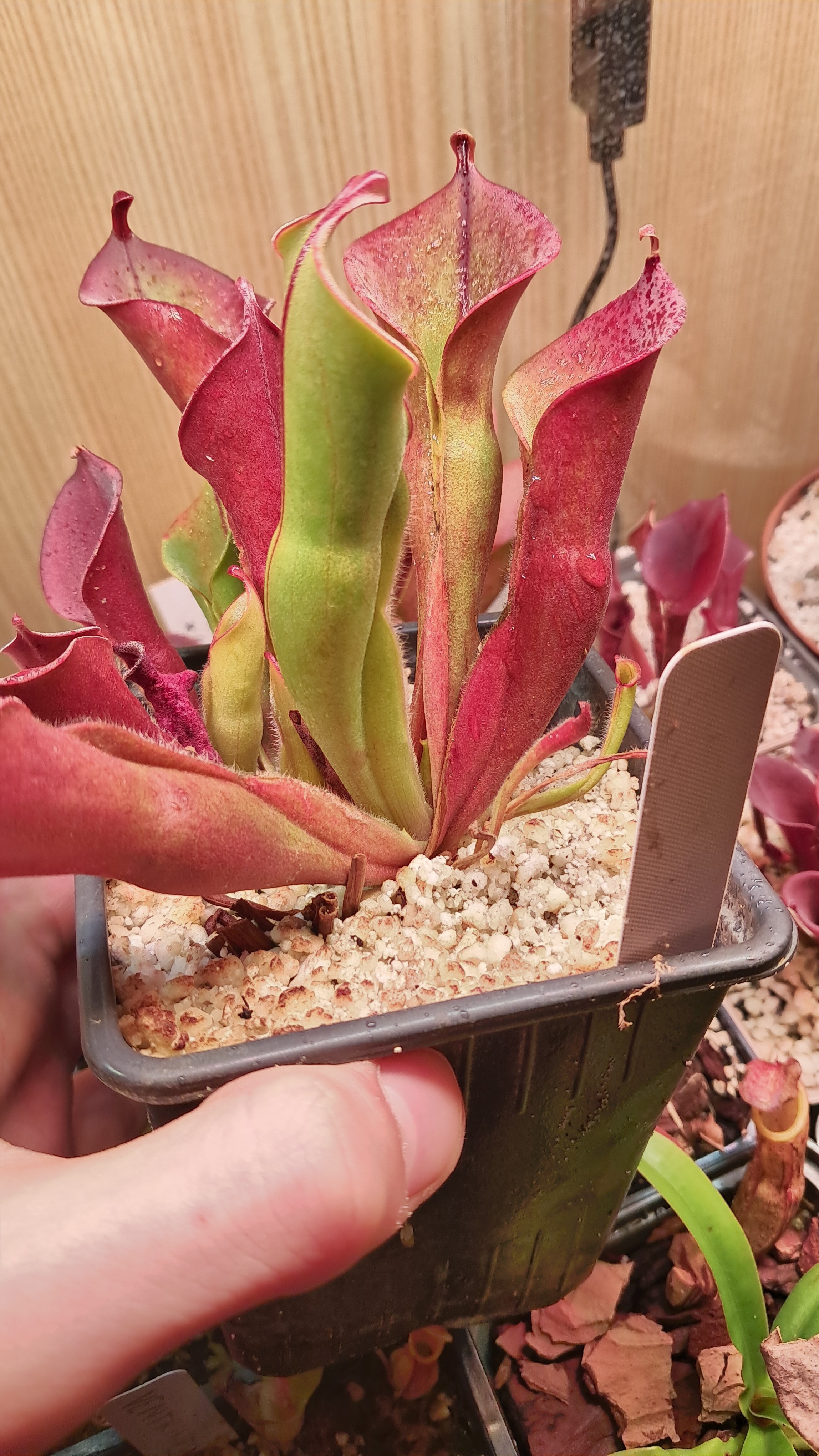 Heliamphora heterodoxa x minor