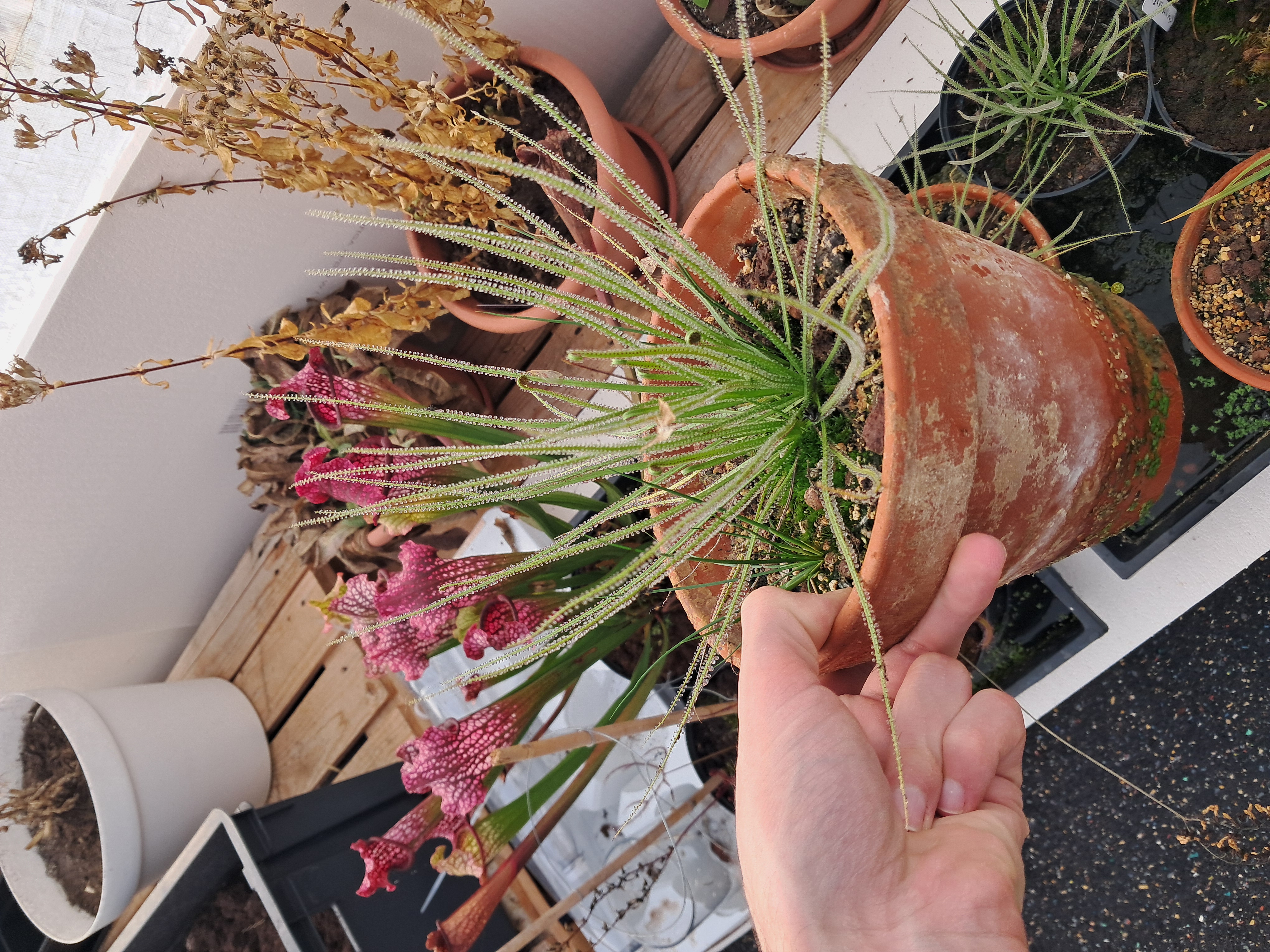 Drosophyllum lusitanicum