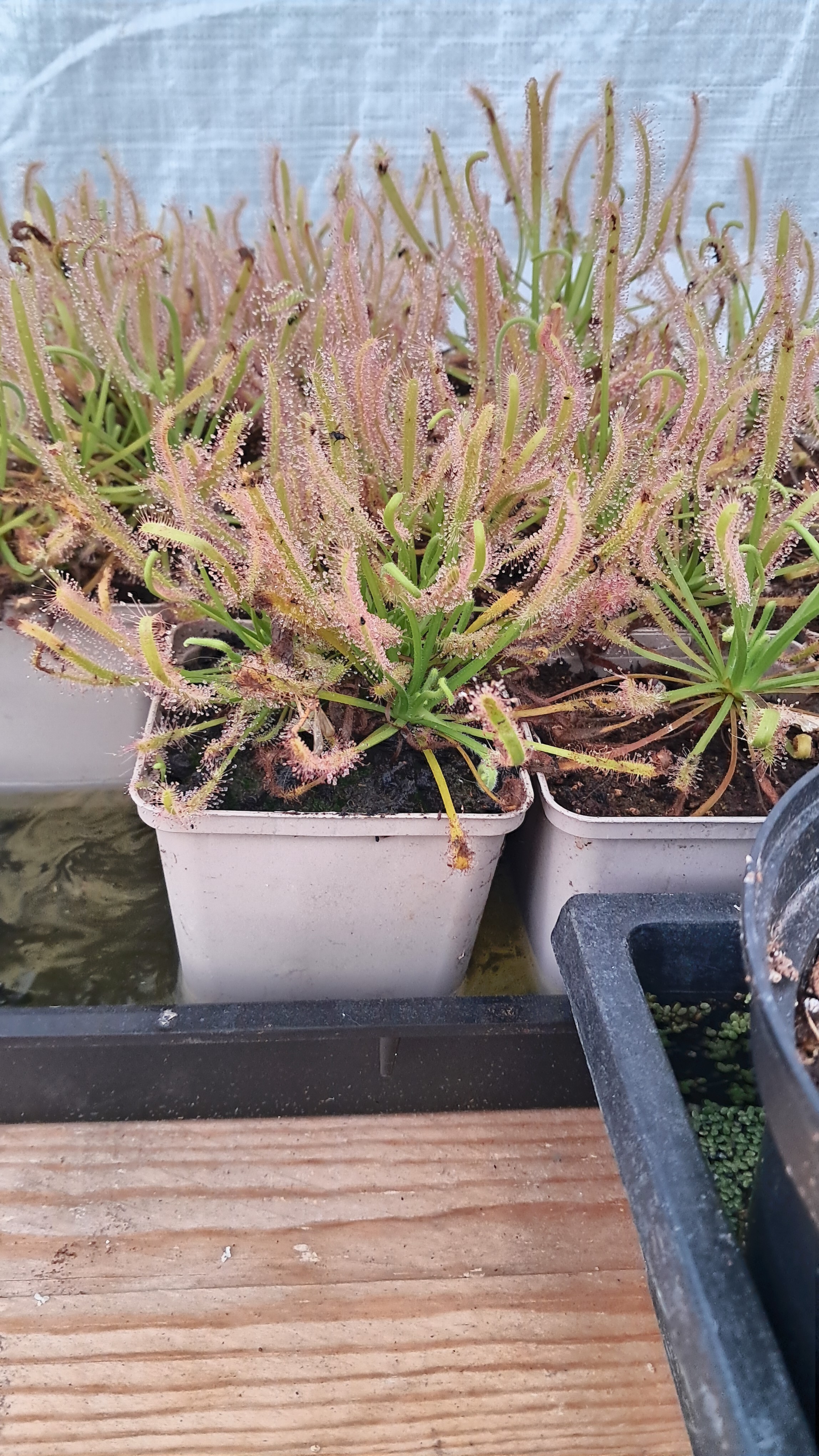Drosera capensis "albinos" (alba)