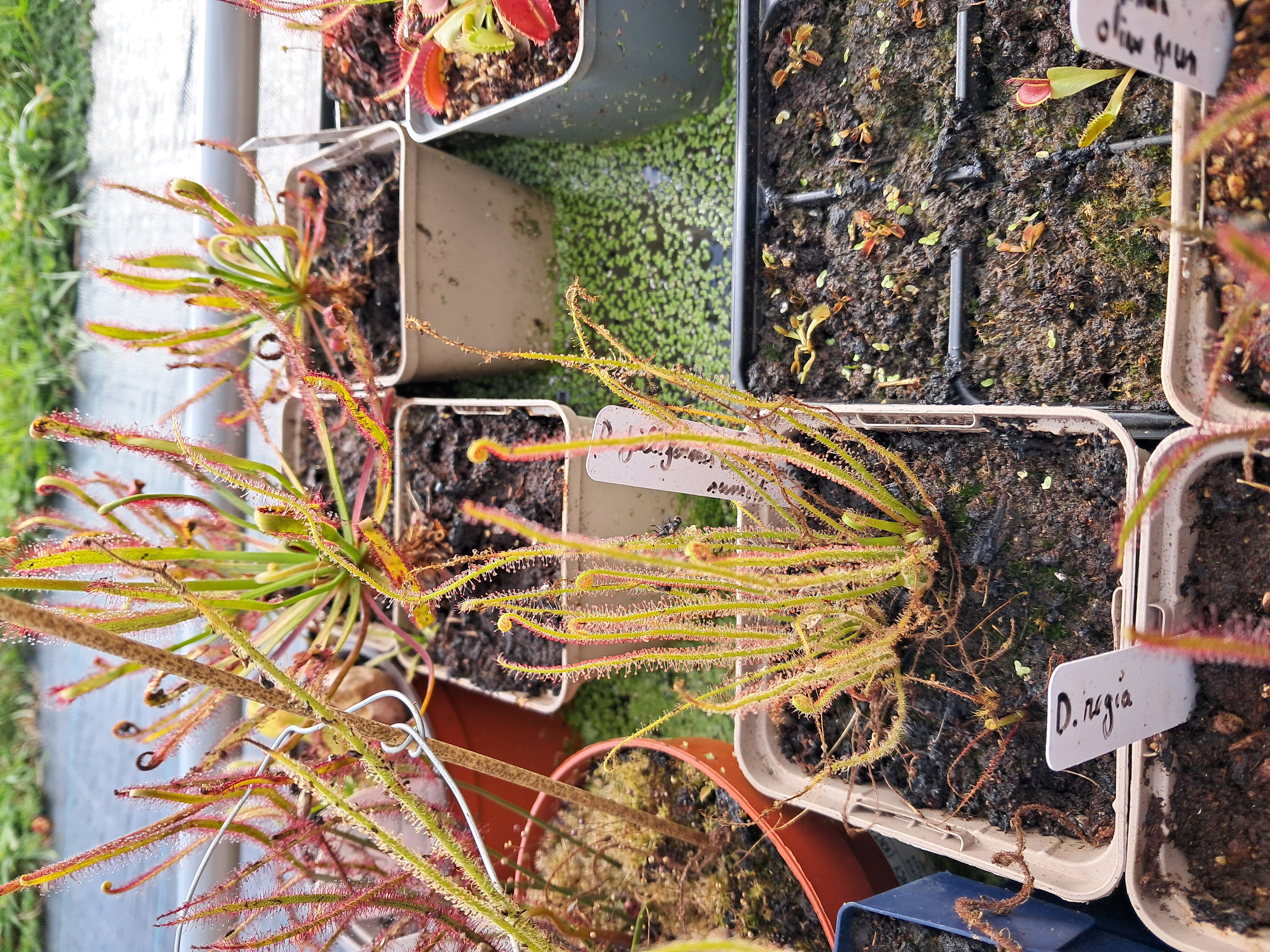 Drosera filliformis "Californica Sunset"