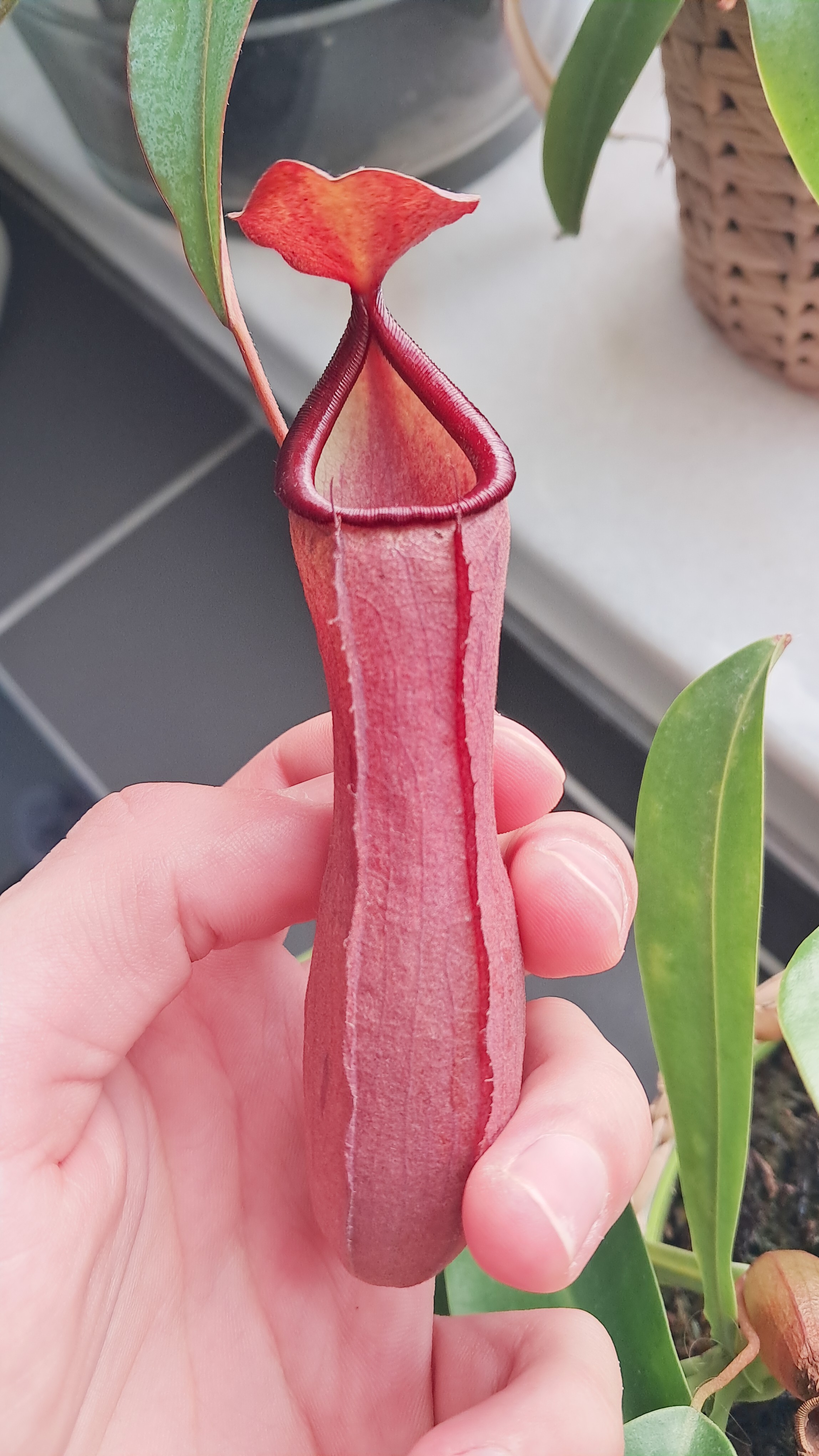 Nephentes "Rebecca Soper"