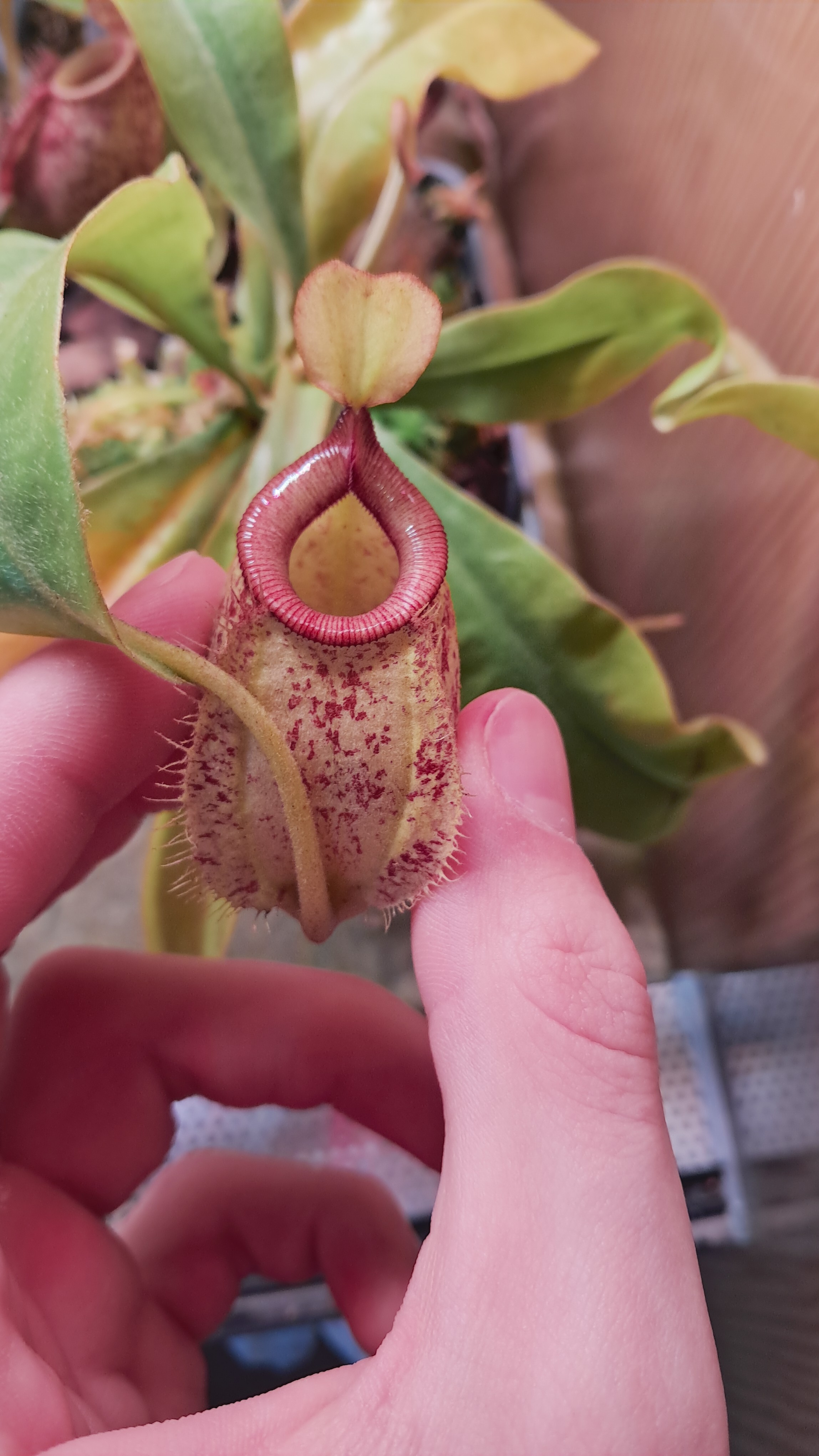 Nephentes "Hookeriana"