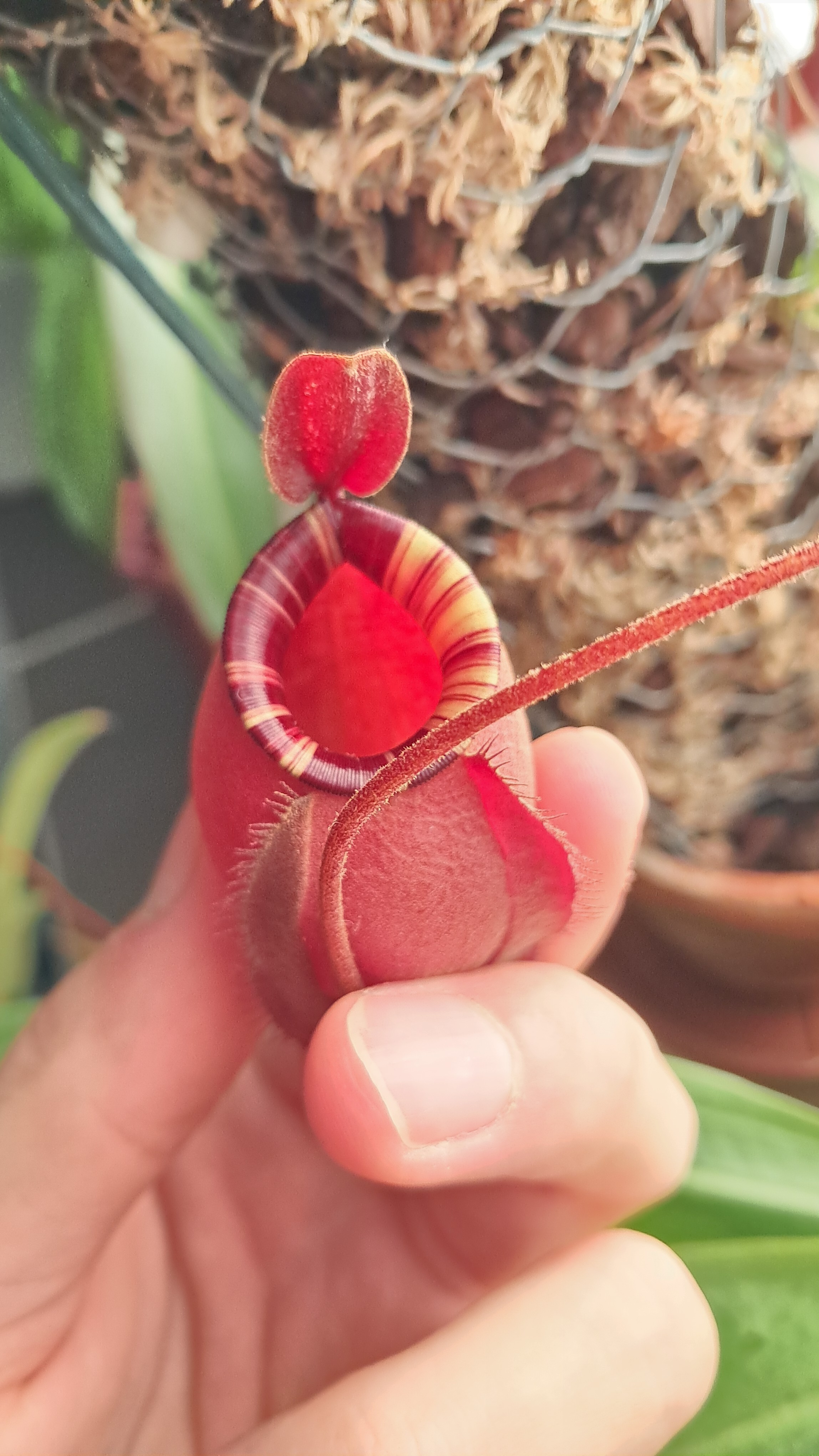 Nephentes viking x ampularia black mirage