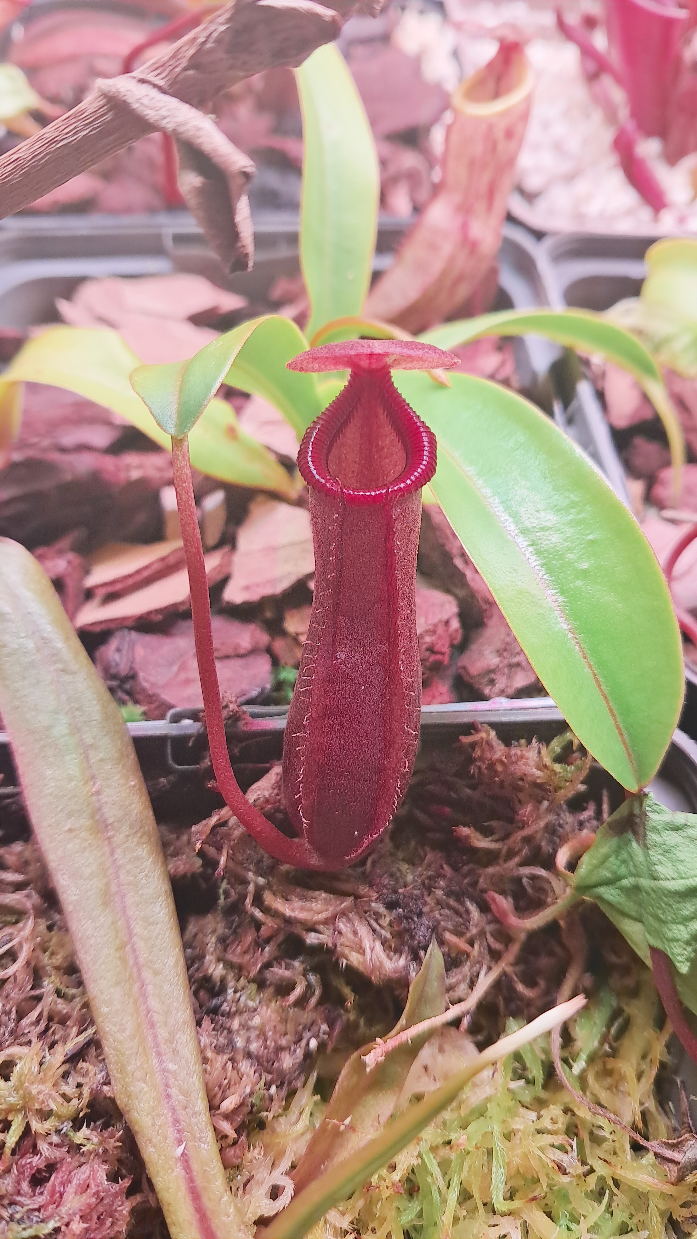 Nephentes x brigsiana