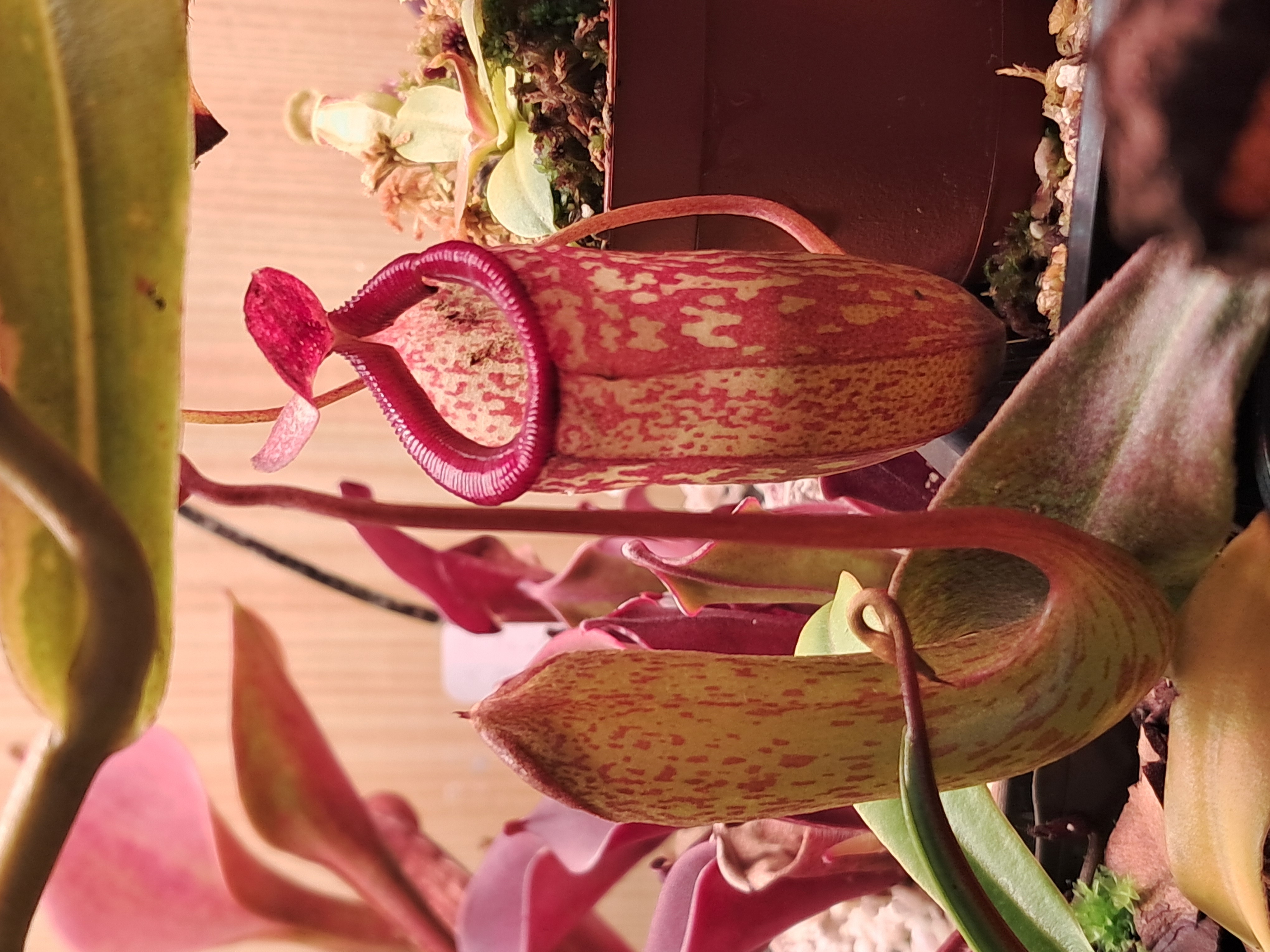 Nephentes ventrinermis