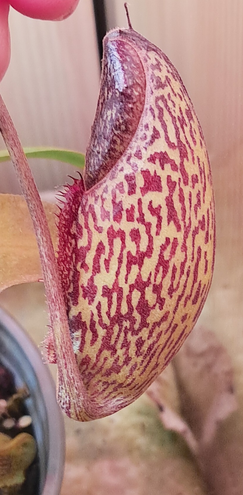 Nephentes "Lady Pauline"