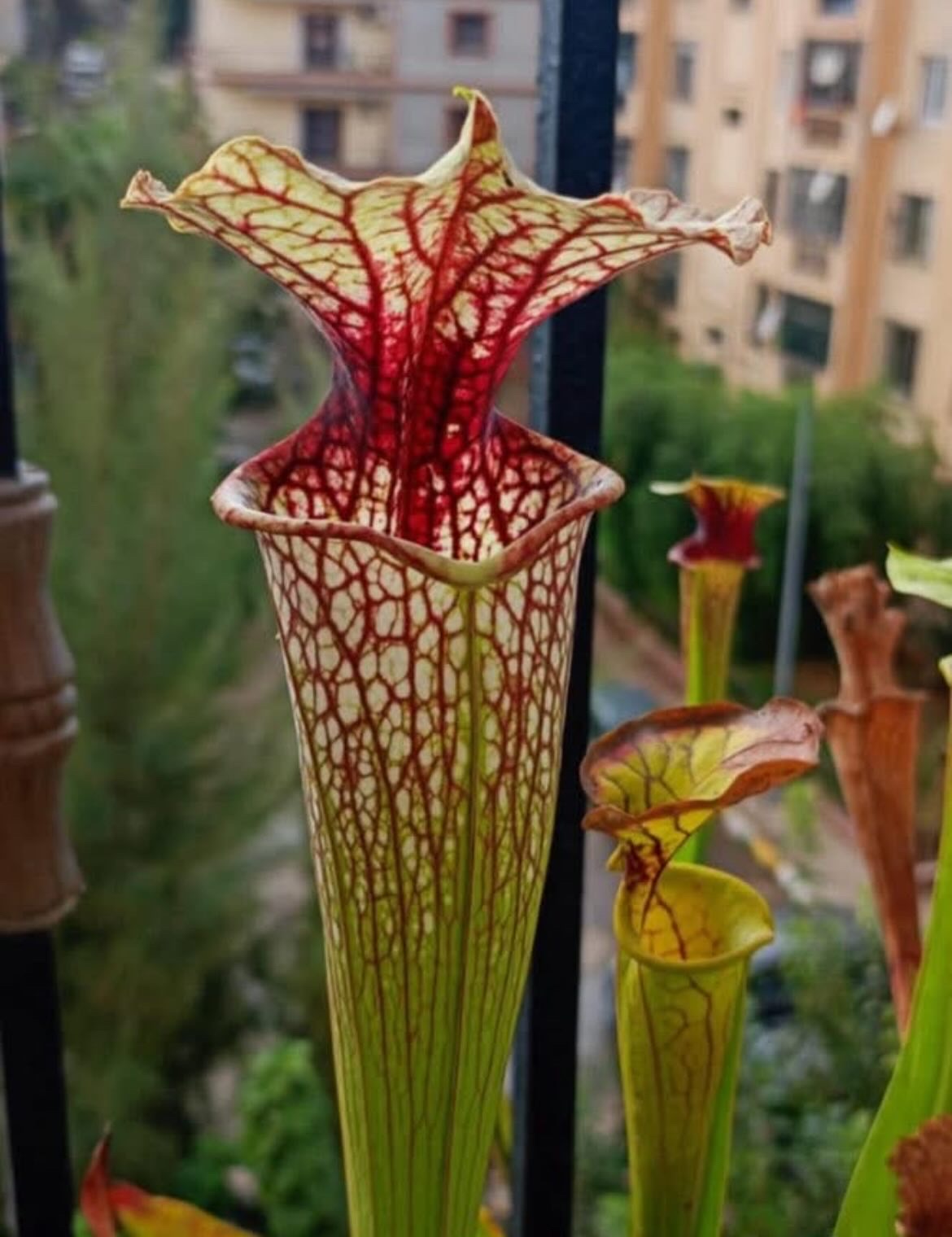 Sarracenia Moorei “pinkish top” H87MK