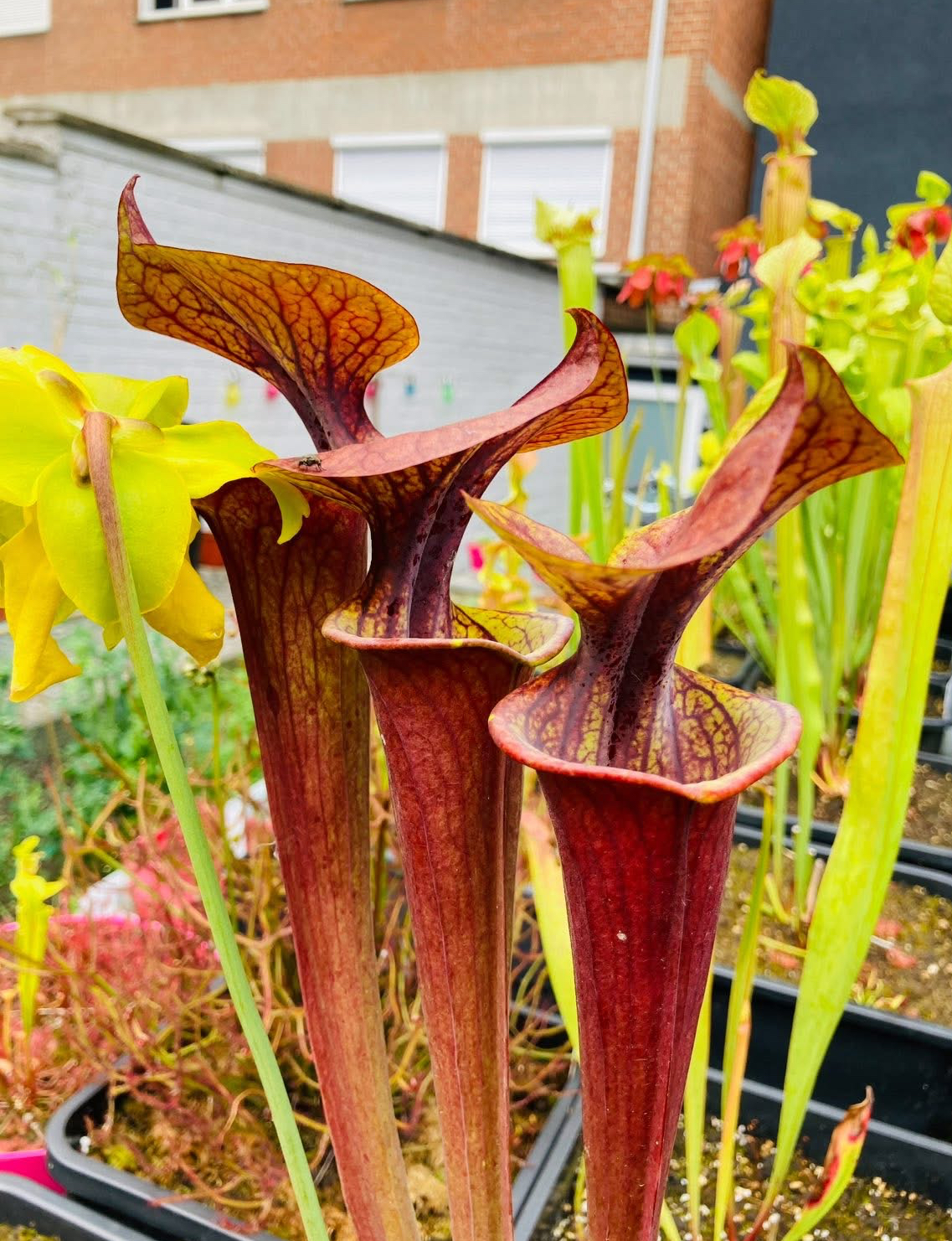 Sarracenia Flava var atropurpurea F27a MK