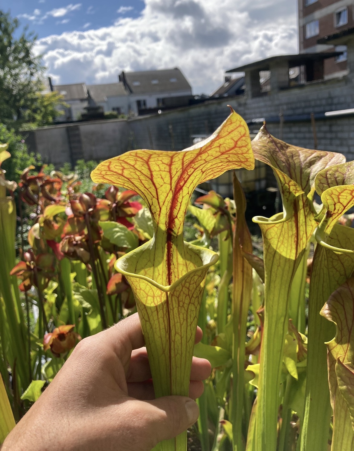 Sarracenia Flava var cuprea “very large form” F153MK