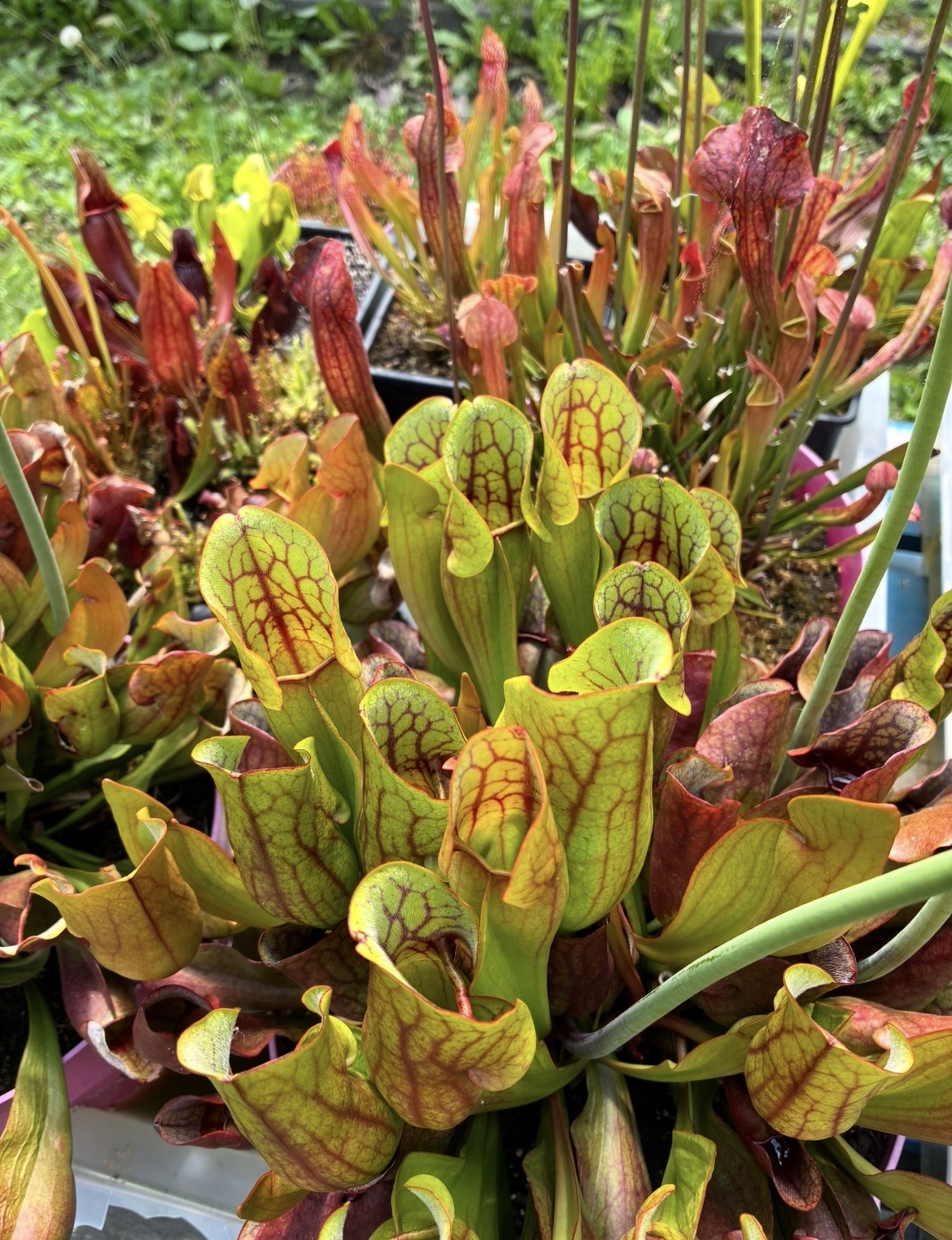 Sarracenia purpurea