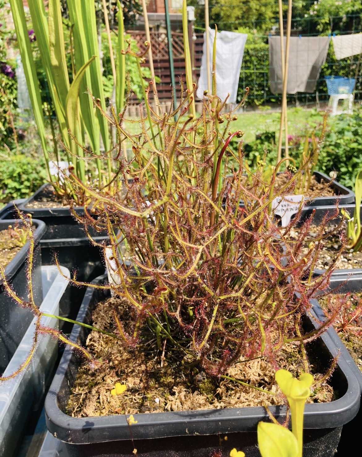 Drosera binata var multifada extrema (QLD Strasbroke Island, Australia)