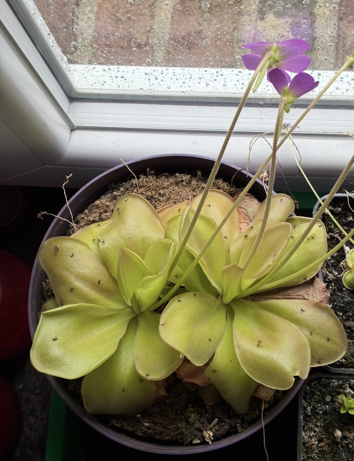 Pinguicula “Tina”