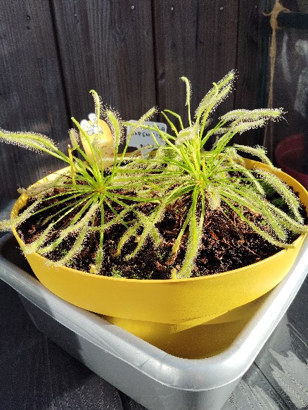 drosera capensis alba