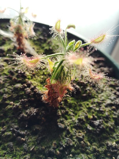 drosera scorpioides