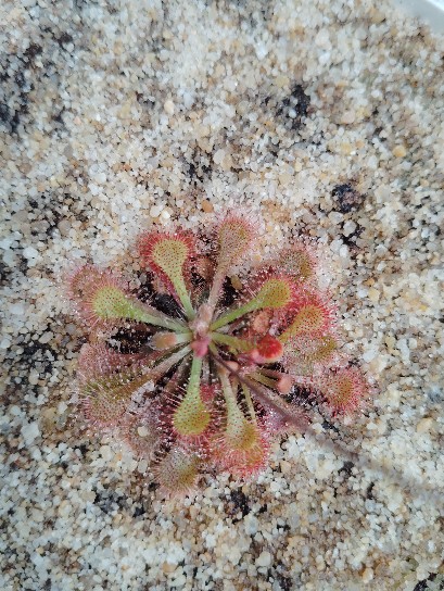 drosera spatulata