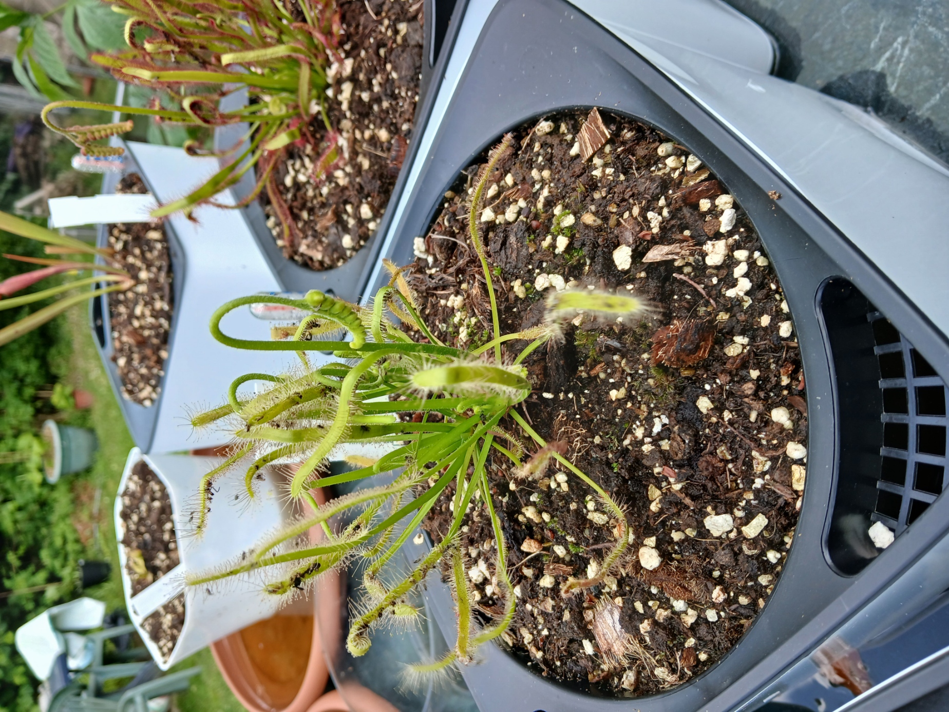 Droséra Capensis Alba