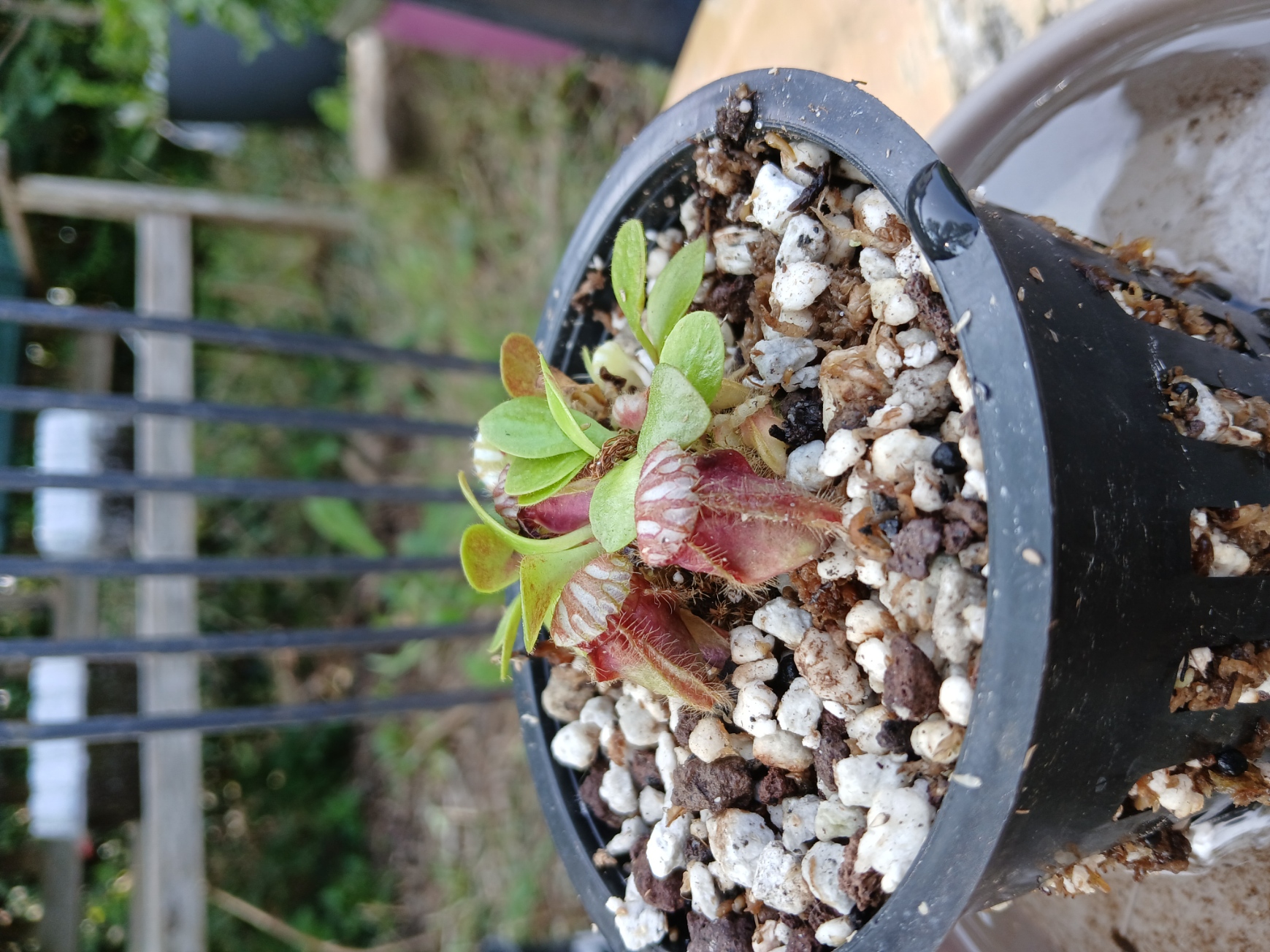 Céphalotus Follicularis