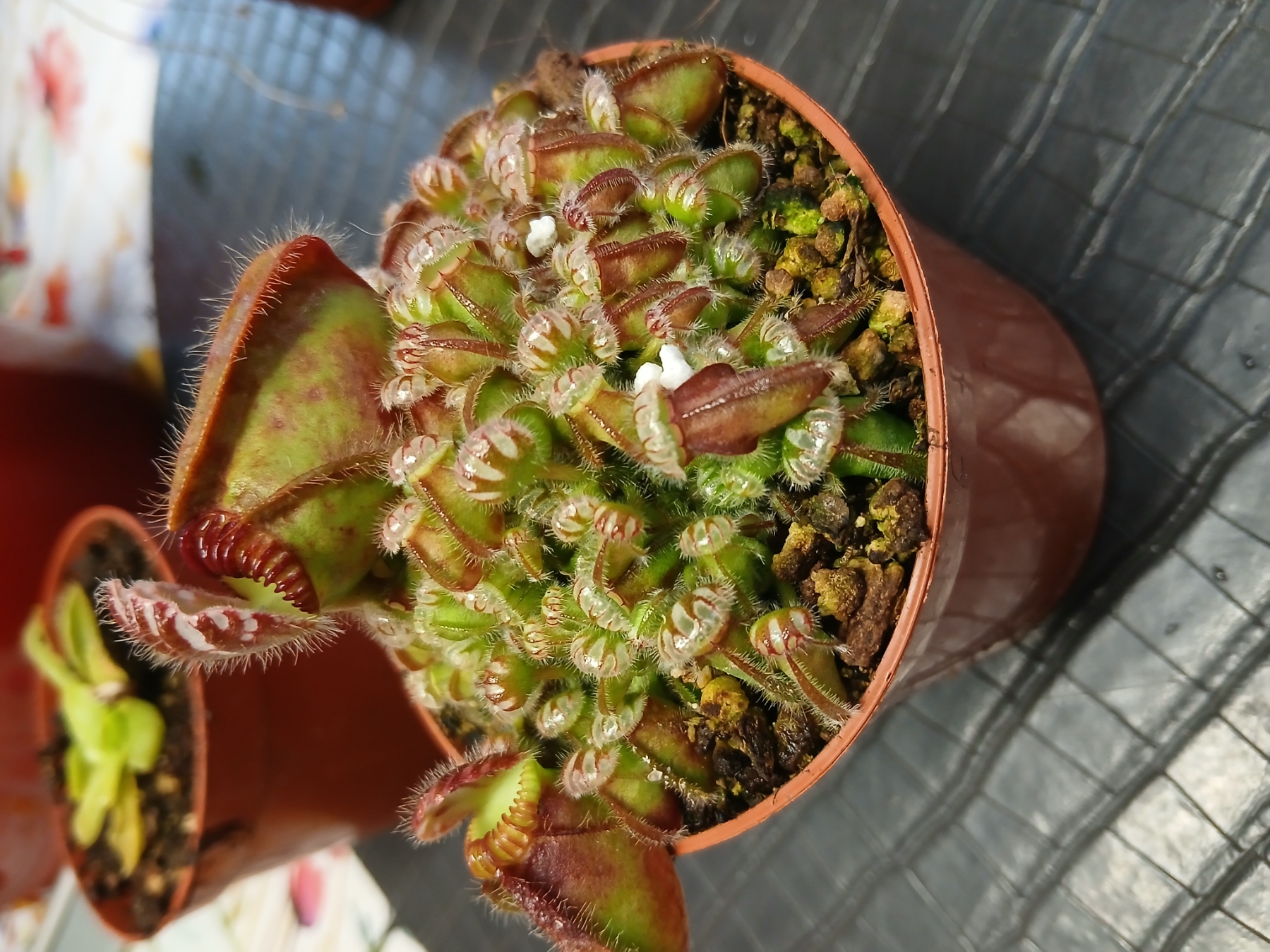 Céphalotus Follicularis