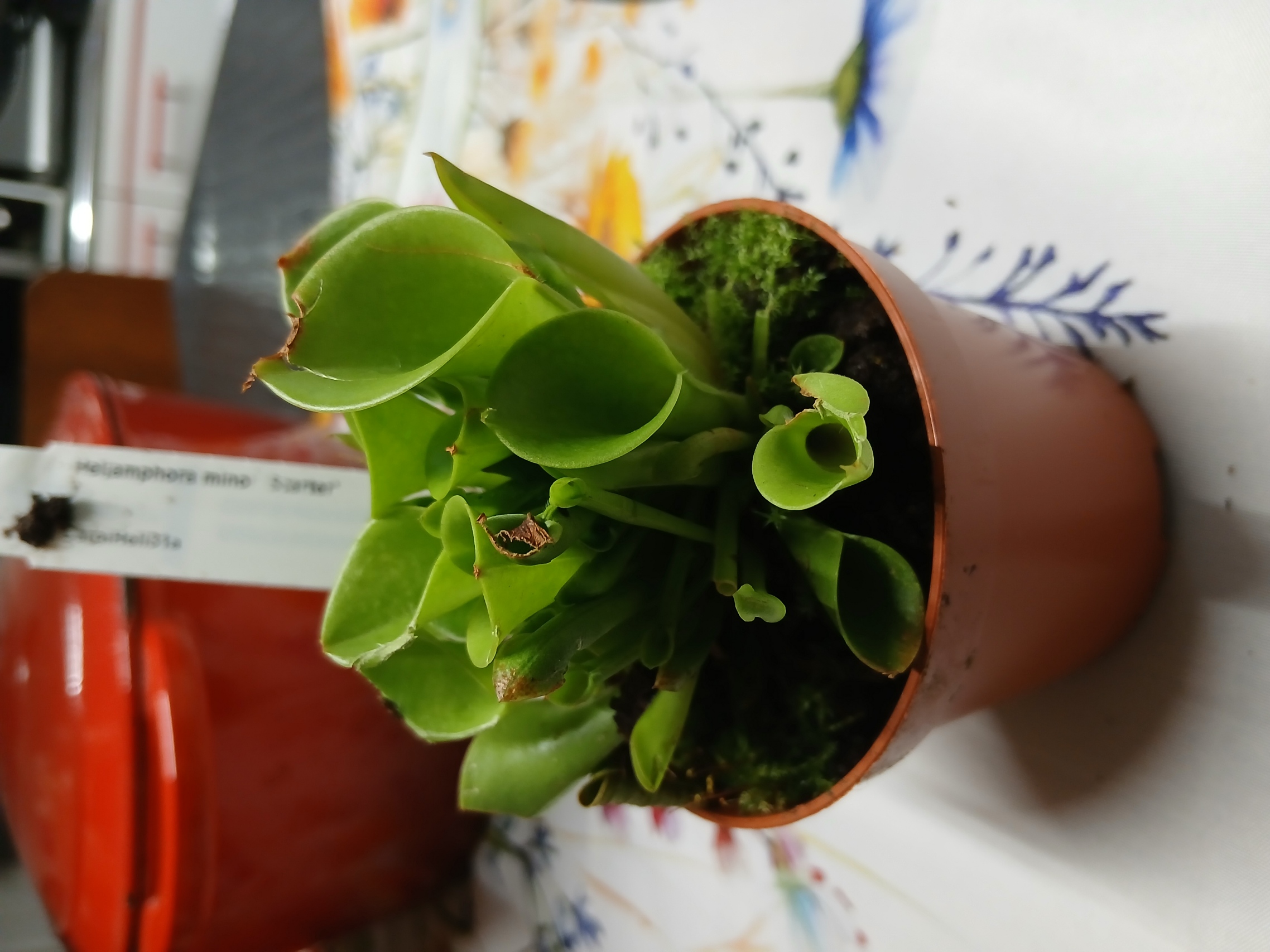 Heliamphora Minor