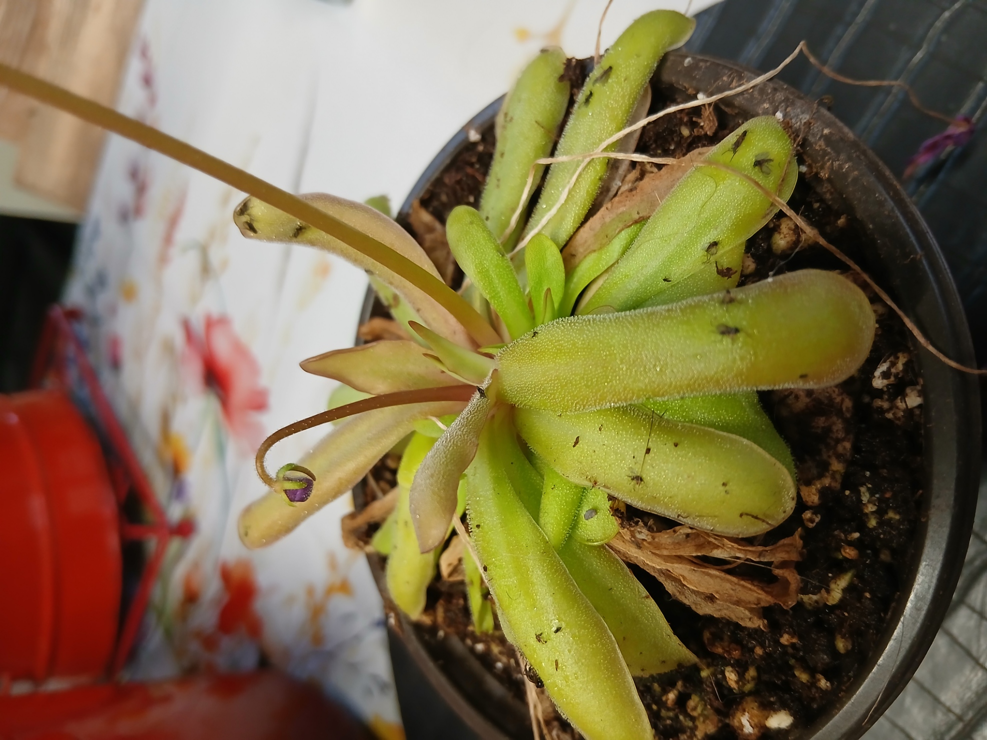 Pinguicula Anna